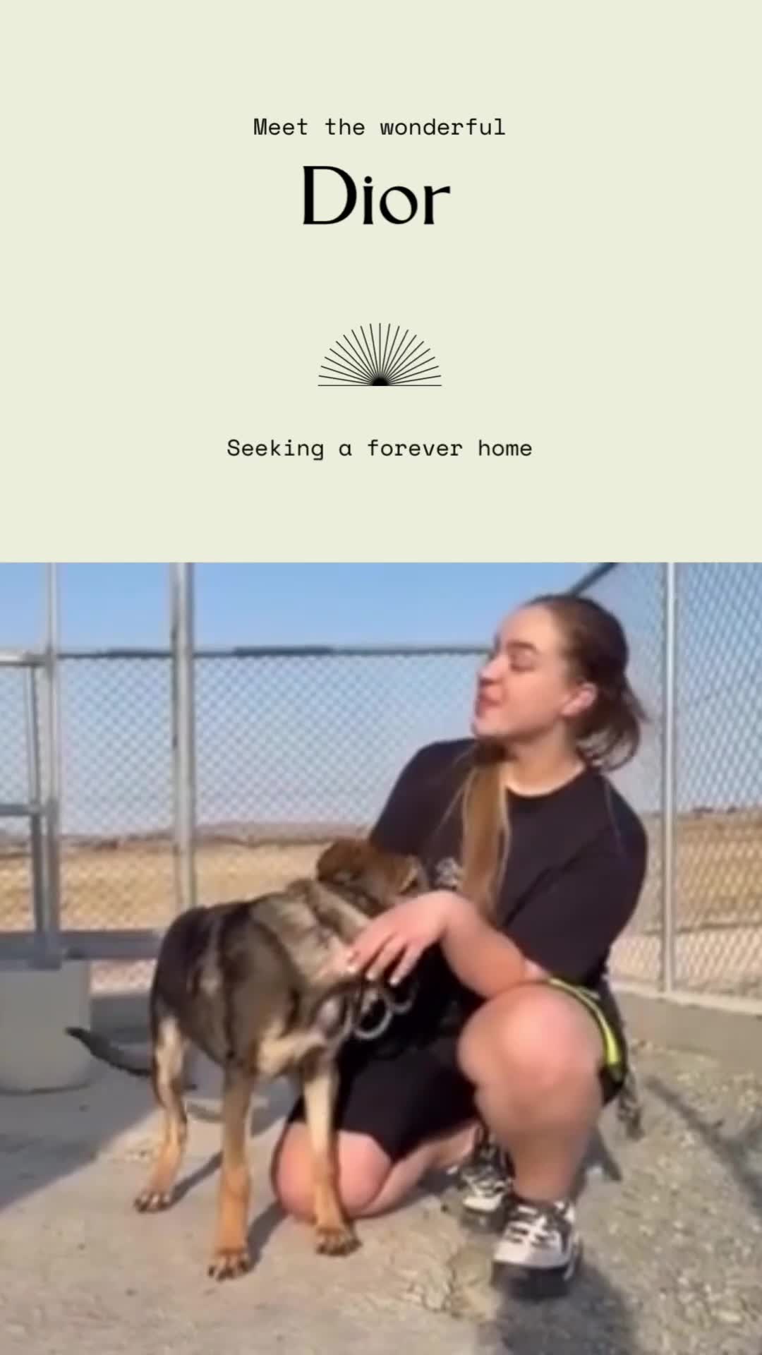 Mixed Breed dogs for adoption: 💛 DIOR IS READY TO FIND HIS FOREVER FAMILY💛 in Boston - Video 1