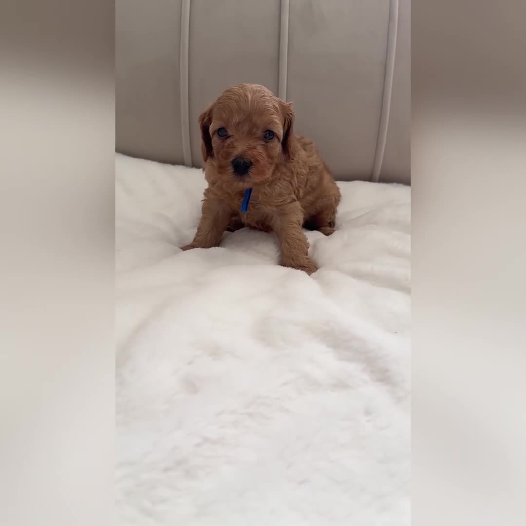 Cavapoo dogs for sale: Dream Cavapoo puppies, DNA Clear, Home Raised - Video 4