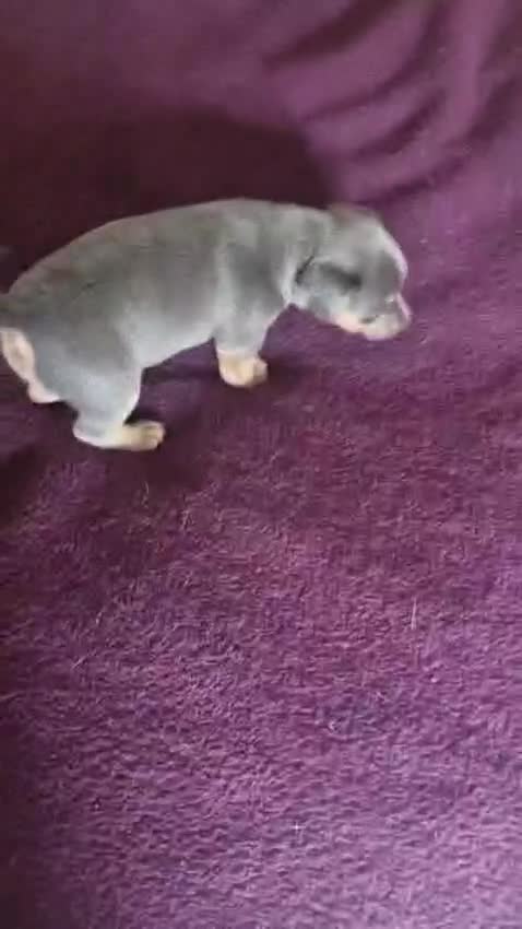 Jack Russell dogs for sale: Beautiful Lilac/Blue & Tan miniature wenlock puppy in Southend-on-Sea - Video 2