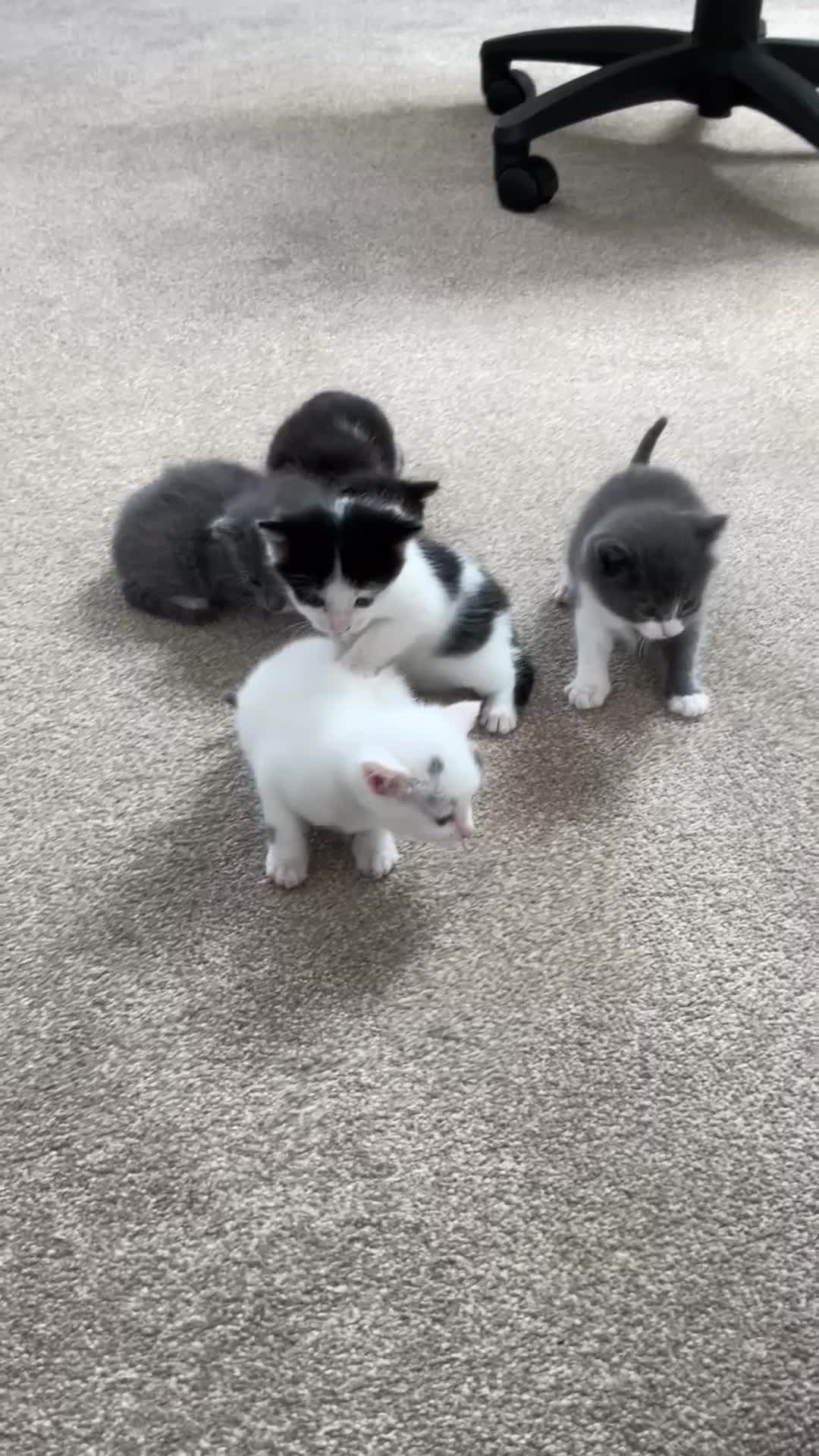 Mixed Breed cats for sale: Very cute babies  in Bedford - Video 4