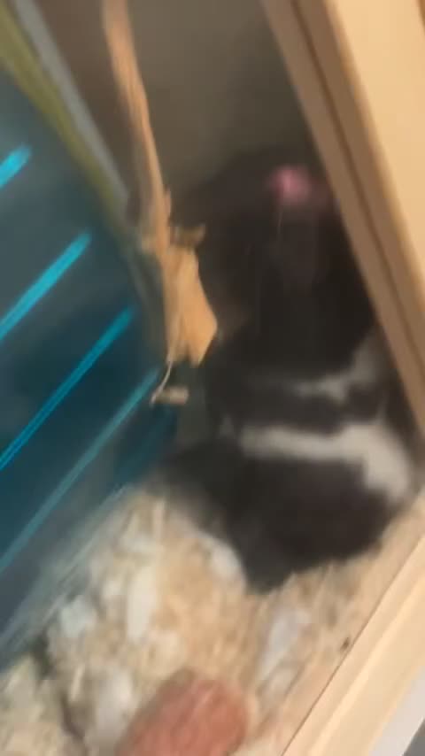 Hamster rodents for sale: MJ 🥺 - Video 3