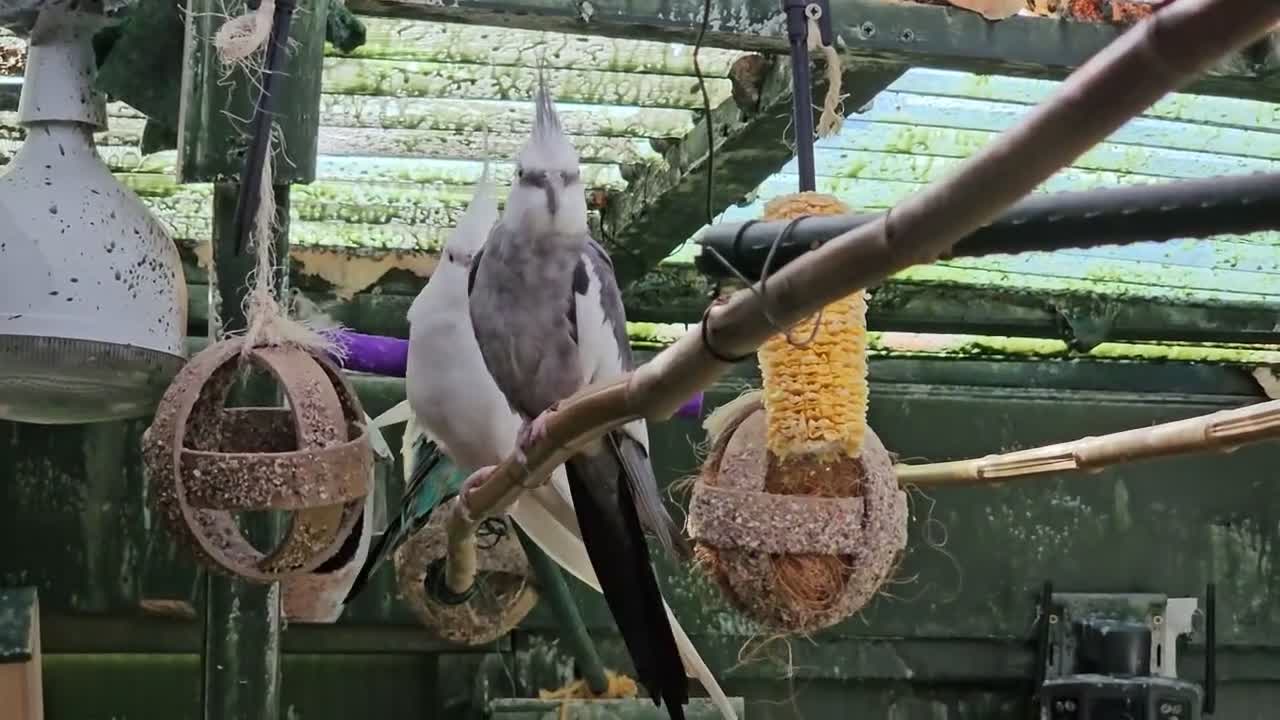 Budgerigars birds for sale: Cockatiels  - Video 1