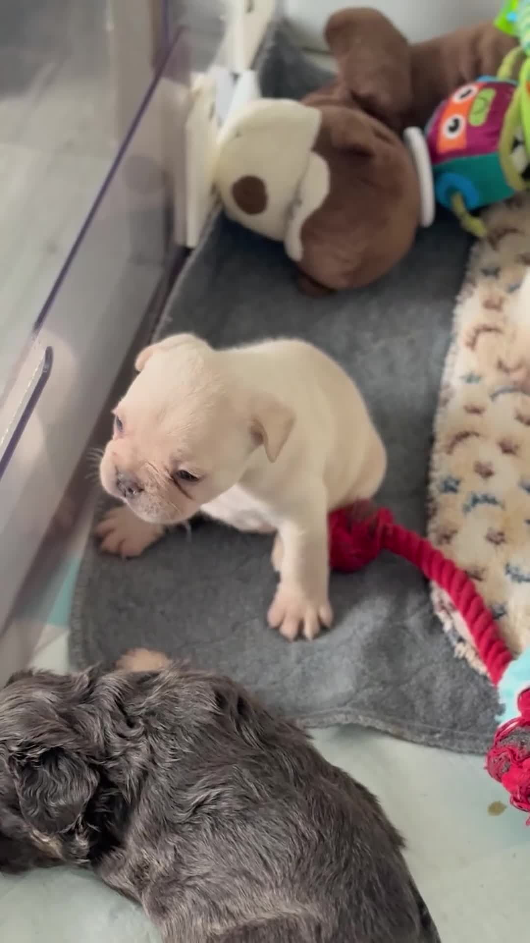 French Bulldog dogs for sale: Beautiful French Bulldog Puppies in Cardiff - Video 1