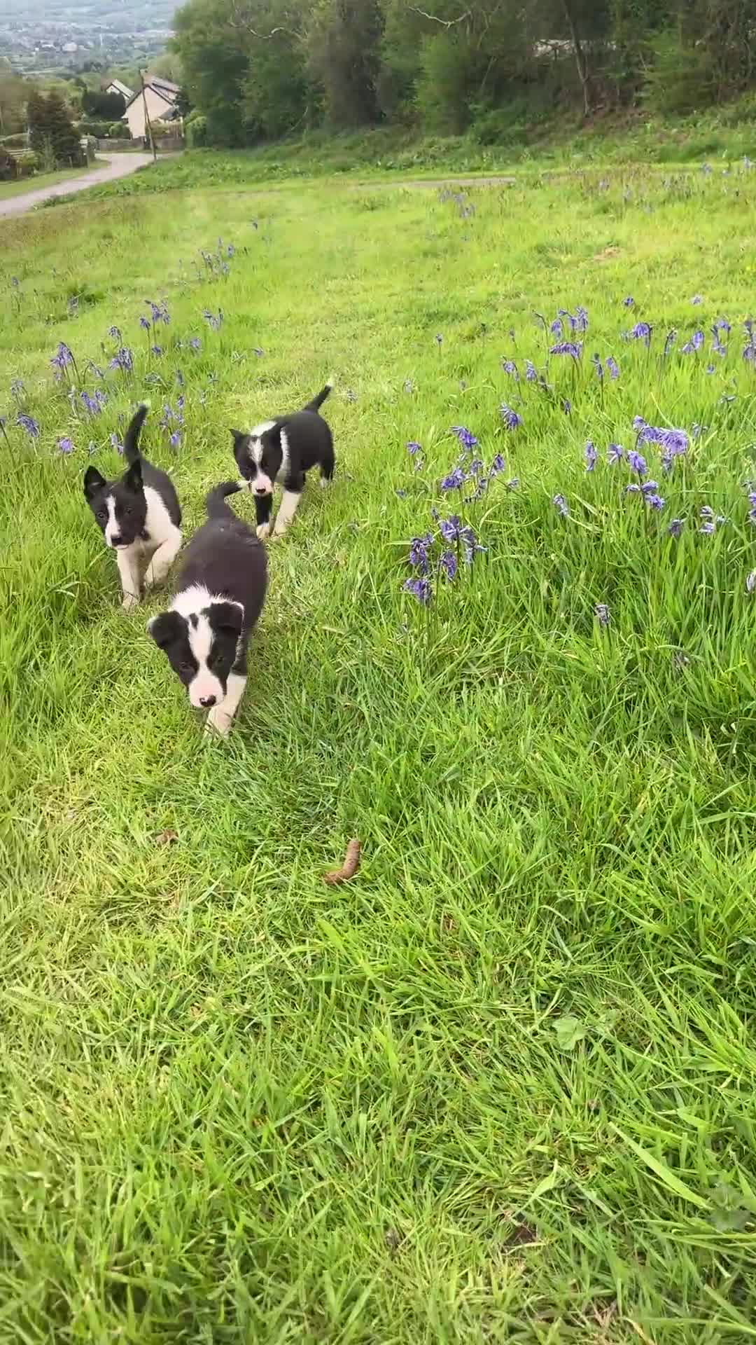 Border Collie dogs for sale: ISDS registered Border Collie Pups For Sale  in Abergavenny - Video 1