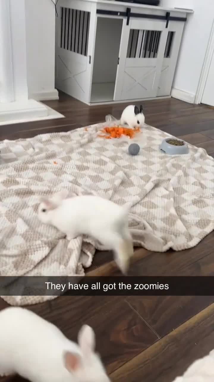 Mixed Breed rabbits for sale: 1 lop/dutch blue eyes 2 lop/lionhead - Video 1