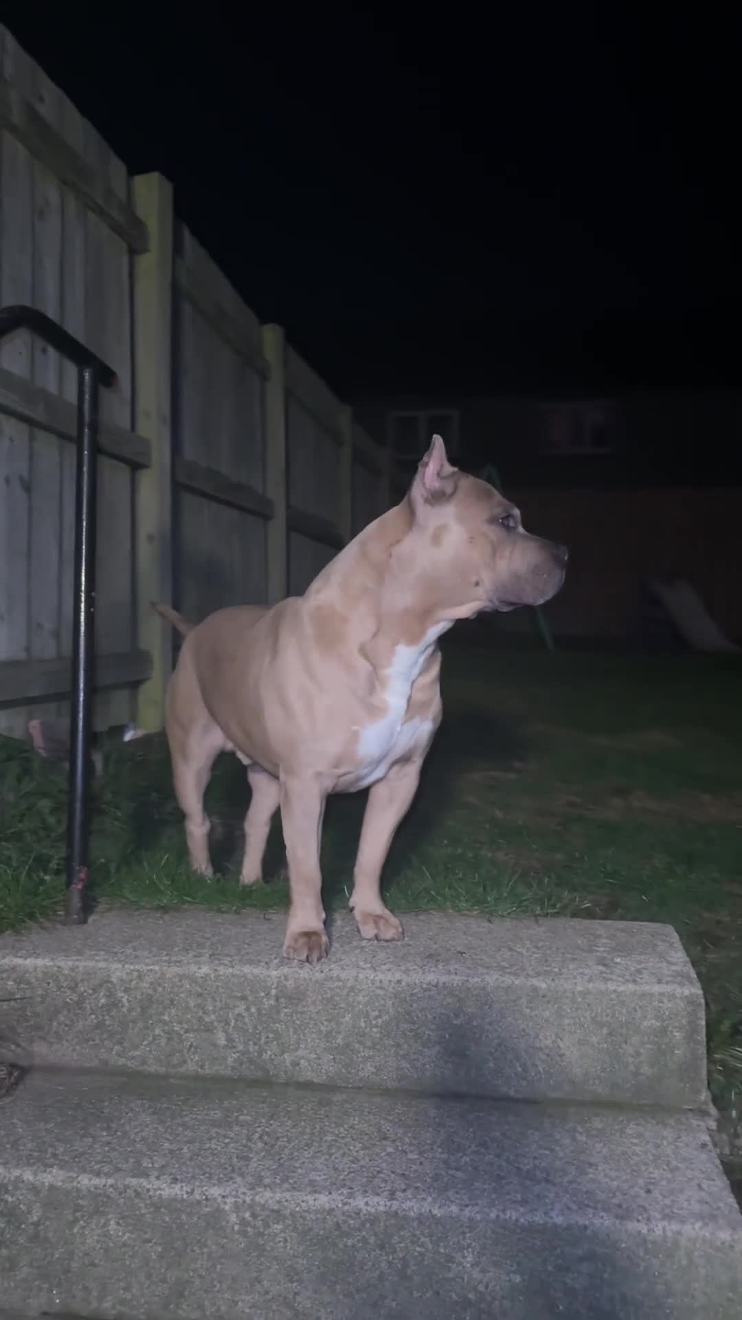 American Bully dogs for stud: American pocket muscle tone bully  - Video 2