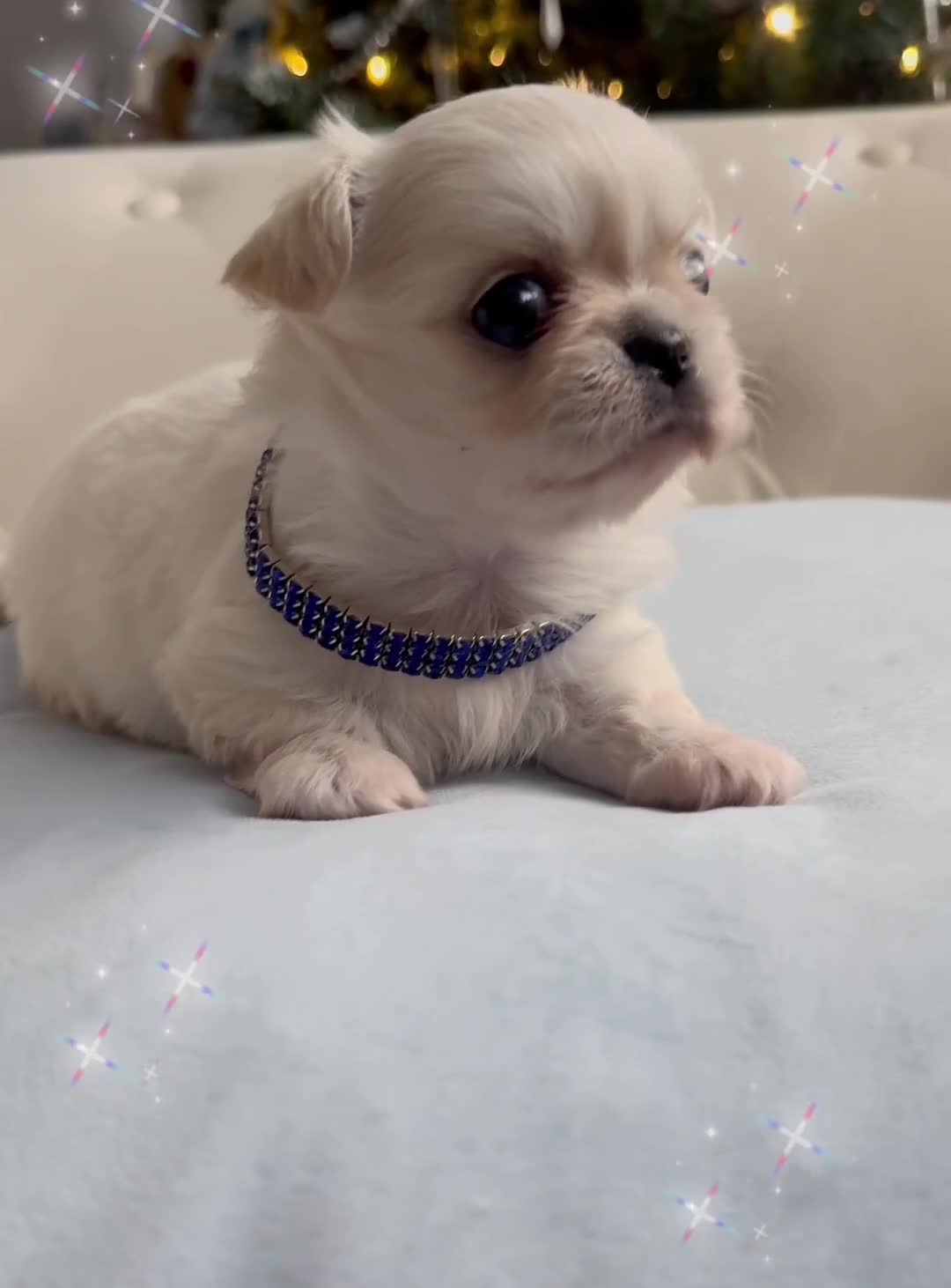 Chihuahua dogs for sale: KC long coat cream show line chihuahua puppies  - Video 2