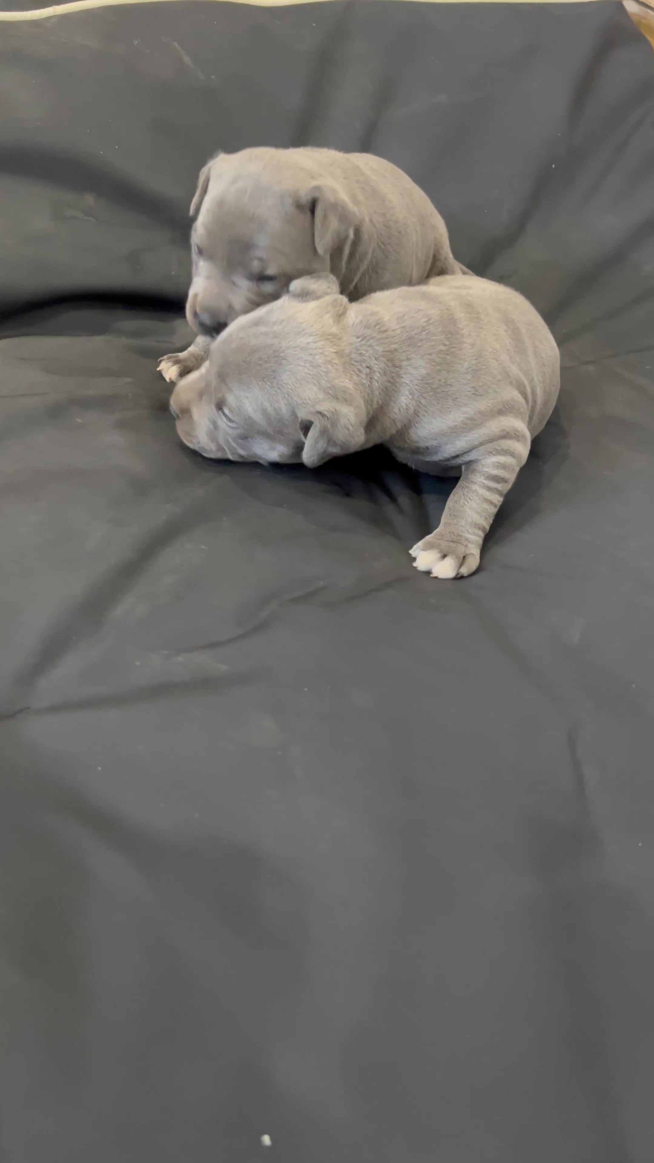 Staffordshire Bull Terrier dogs for sale: READY TO GO 2x BEAUTIFUL BLUE BOYS - Video 2