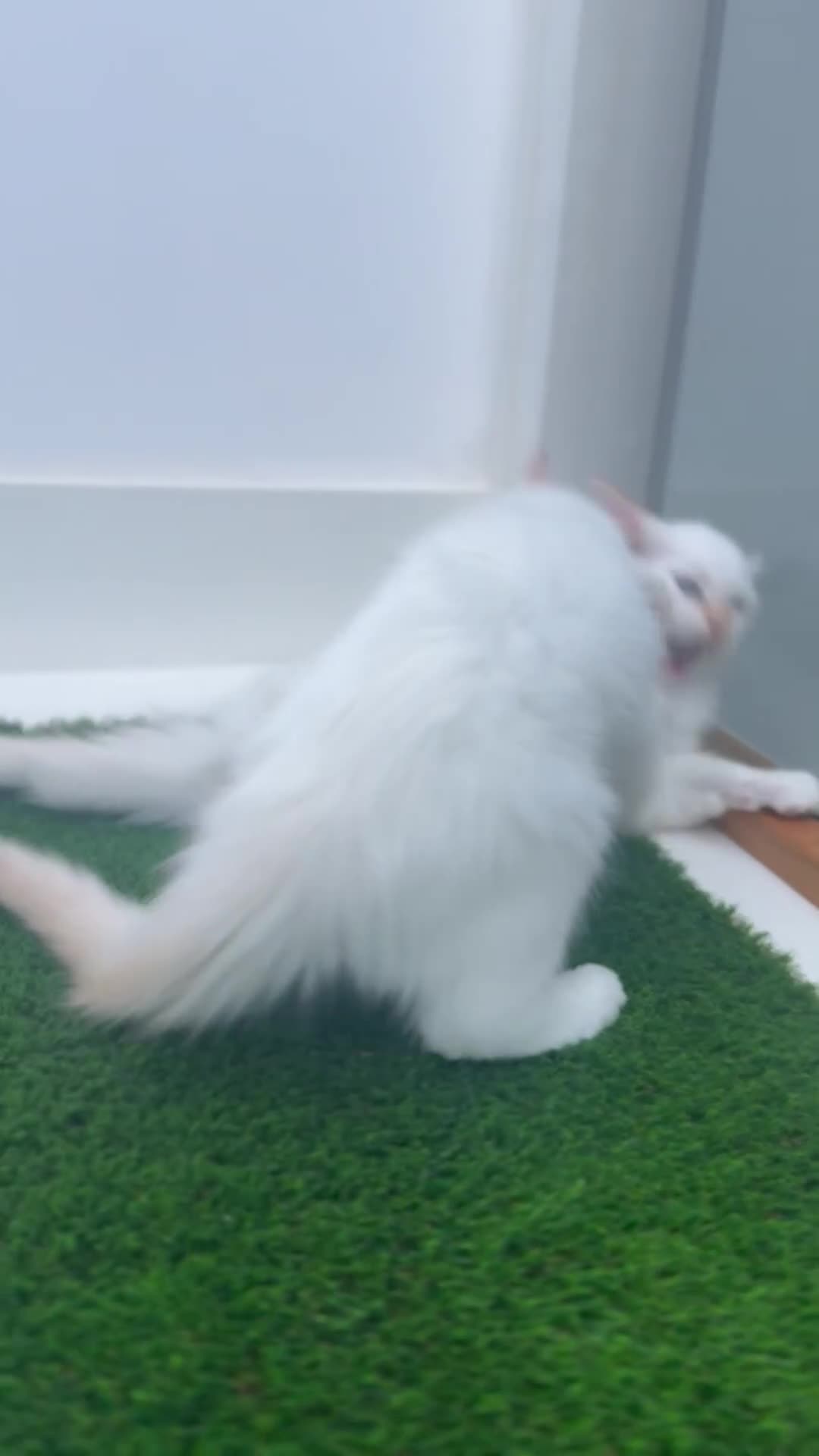 Ragdoll cats for sale: 4 FLAME POINT RAGDOLL KITTENS- 2 ALREADY SOLD!!!! - Video 3