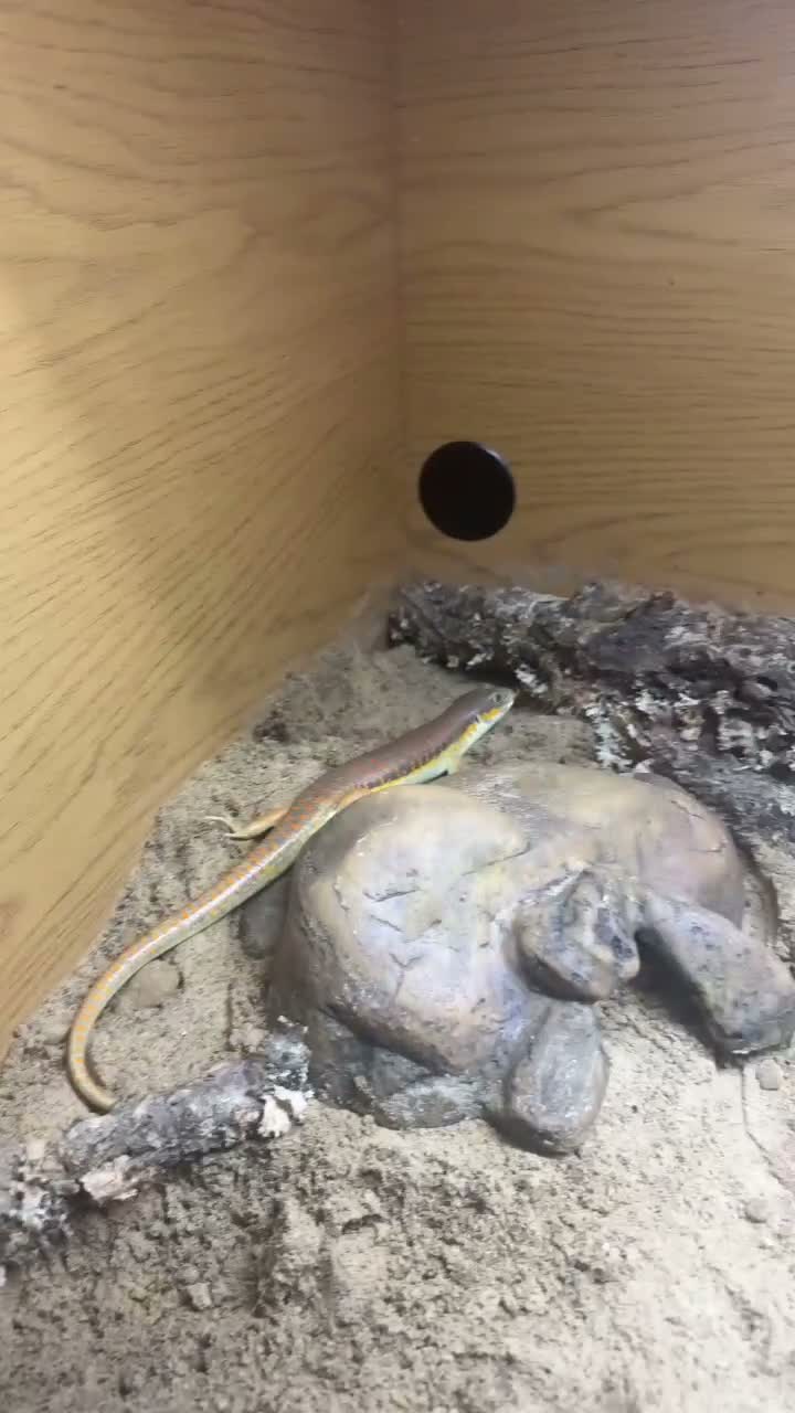 Skink reptiles for sale: Berber Skink with Set Up - Video 1