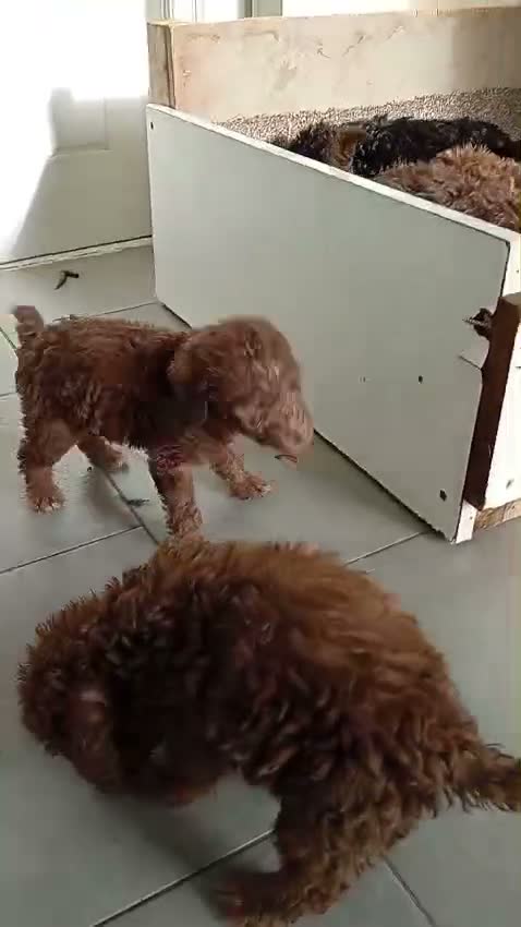 Bedlington Terrier dogs for sale: Beddlington terrier pups for sale - Video 1
