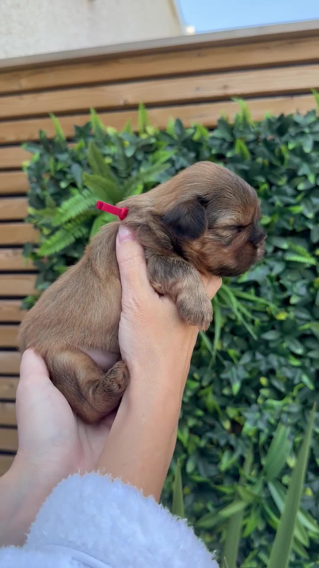 Shih Tzu dogs for sale: Shih Tzu girl puppies for sale - Video 2