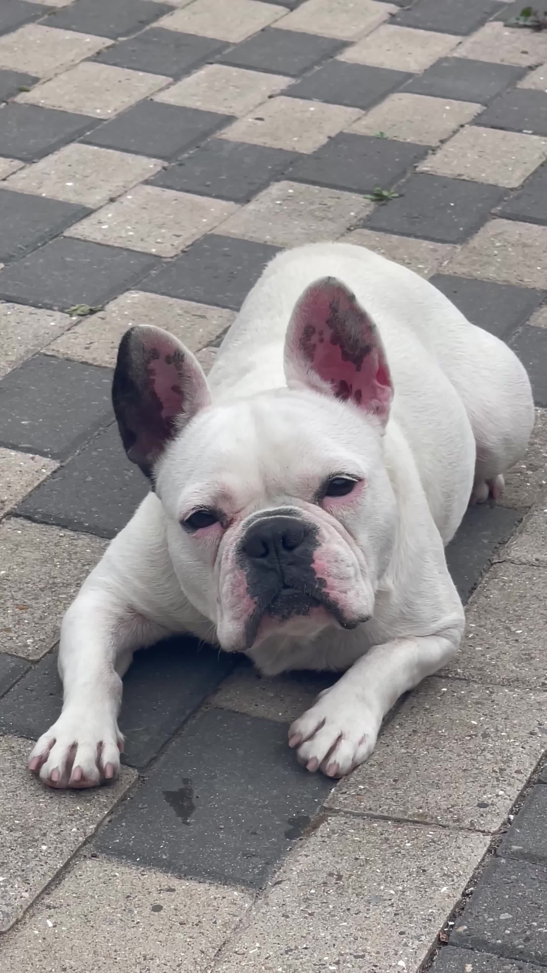 French Bulldog dogs for sale: Beautiful female French bulldog - Video 1