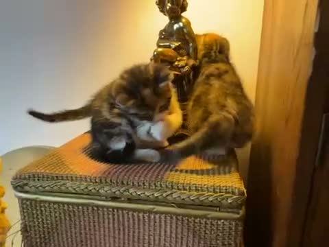 Mixed Breed cats for sale: Beautiful tabby kittens - Video 4