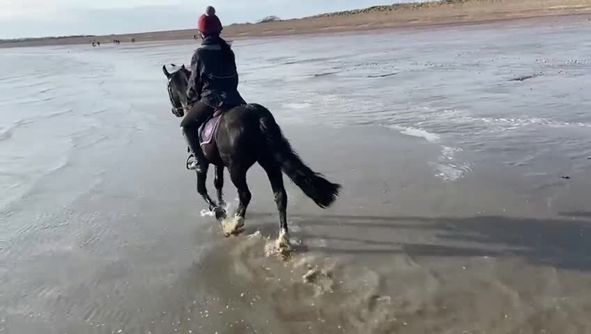 Welsh Section C horses for sale: Welsh C - Video 2