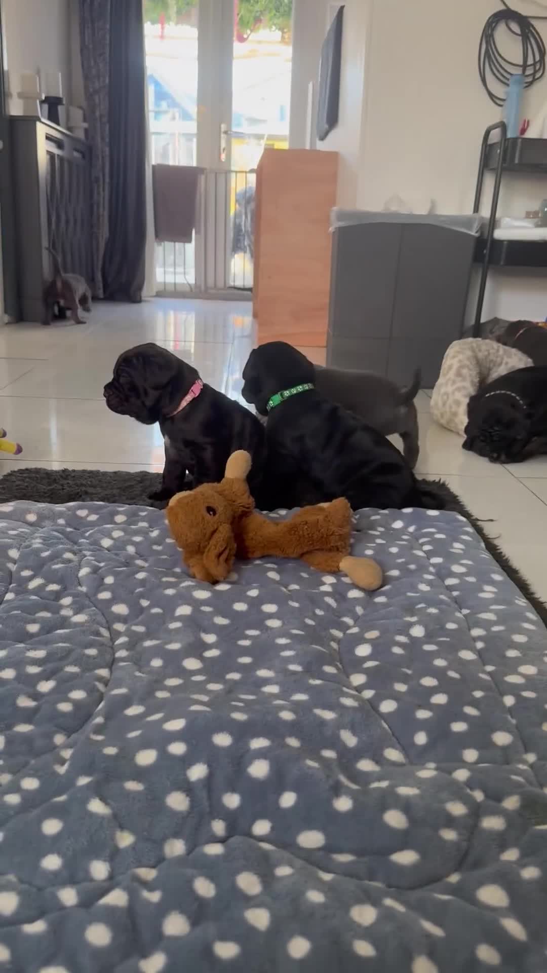 Neapolitan Mastiff dogs for sale:  Neapolitan mastiff puppies Newcastle  - Video 2