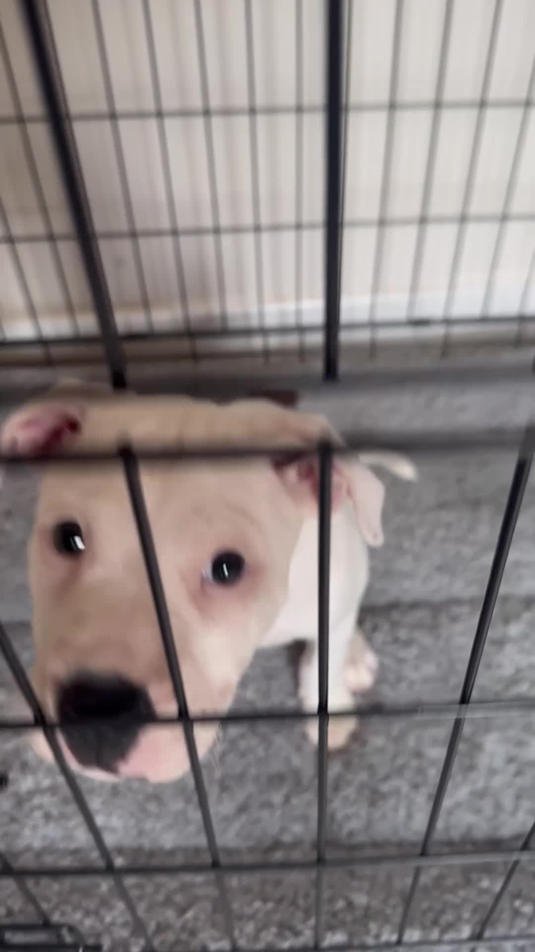 Staffordshire Bull Terrier dogs for sale: Stafford bull terrier female one left - Video 2