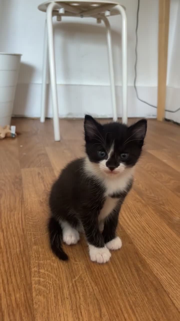 Mixed Breed cats for sale: Playful kittens looking for a loving home  - Video 2