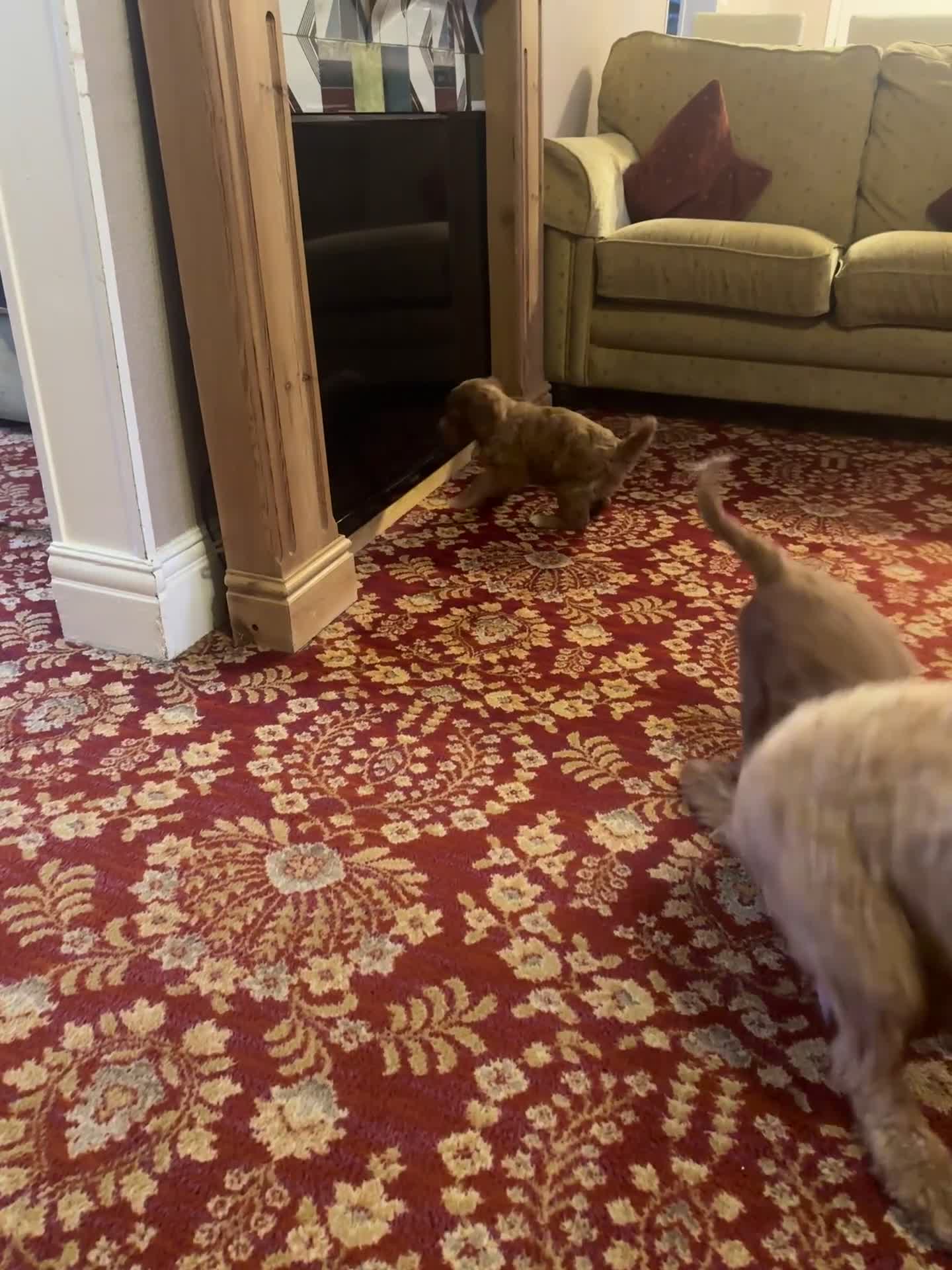Mixed Breed dogs for sale: 7 week Cockadoodles. Reduced Price.  - Video 1