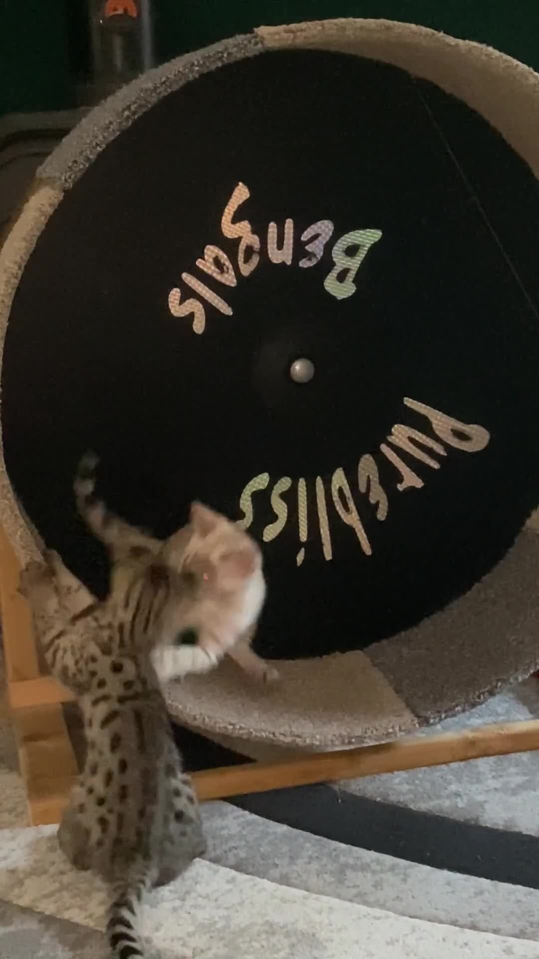 Bengal cats for sale: Snow spotted (rosetted) male Bengal  - Video 3