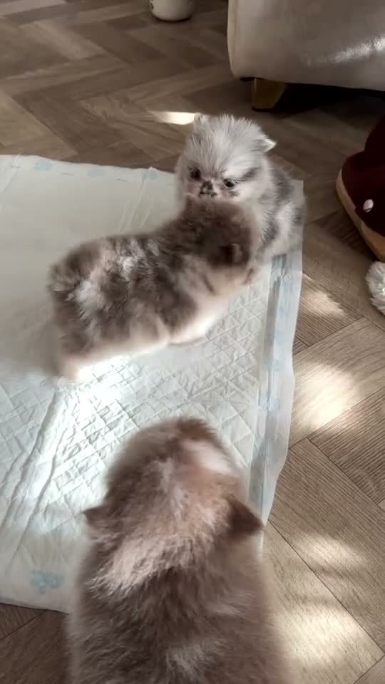Pomeranian dogs for sale: 5 ⭐️ Pomeranian puppies  - Video 1