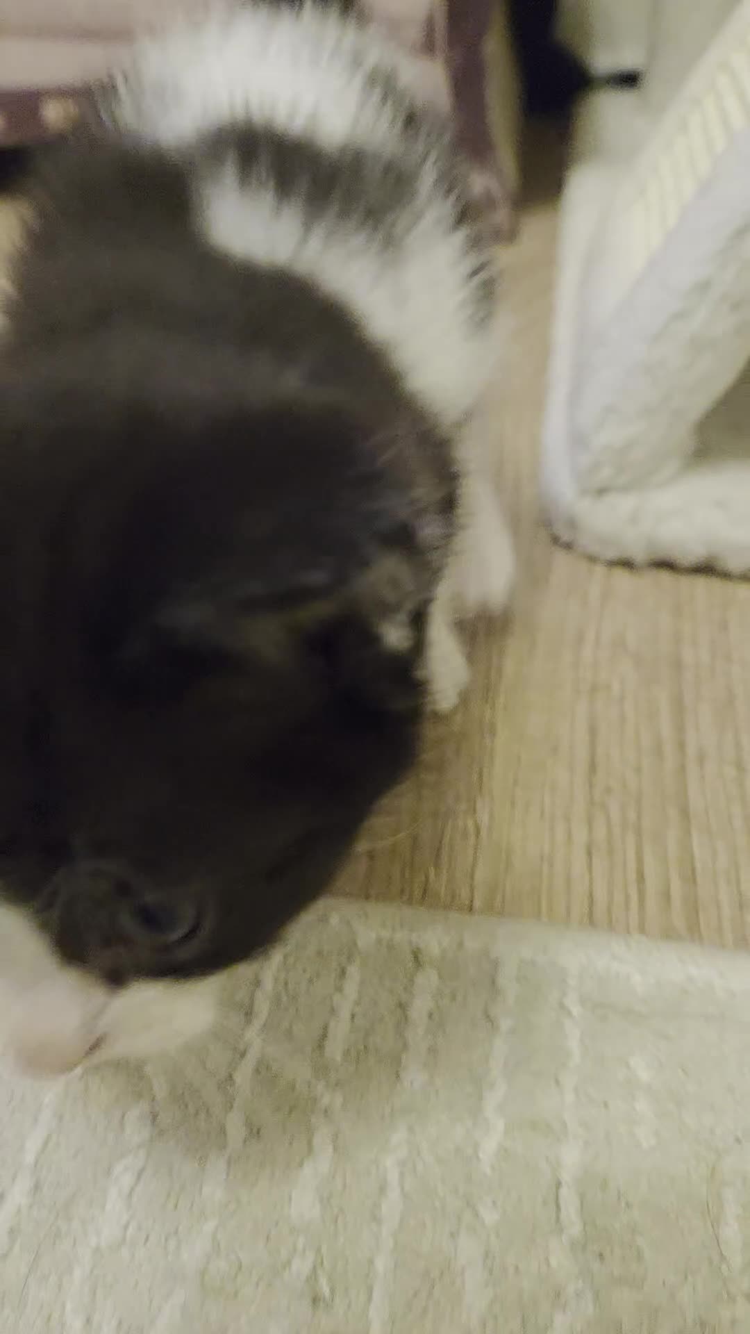 Mixed Breed cats for sale: 💜😻Ragdoll x Scottish straight kittens ❤️ - Video 2