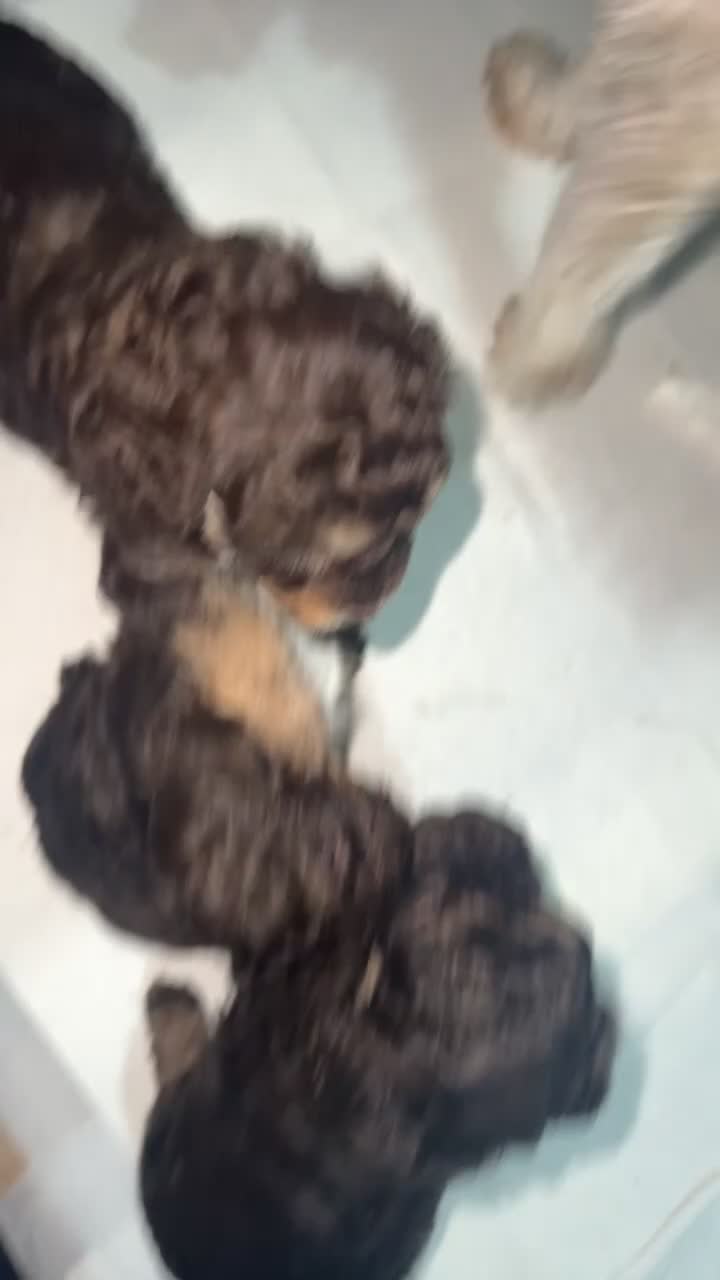 Toy Poodle dogs for sale: Chocolate phantom non fading toy poodles  - Video 1