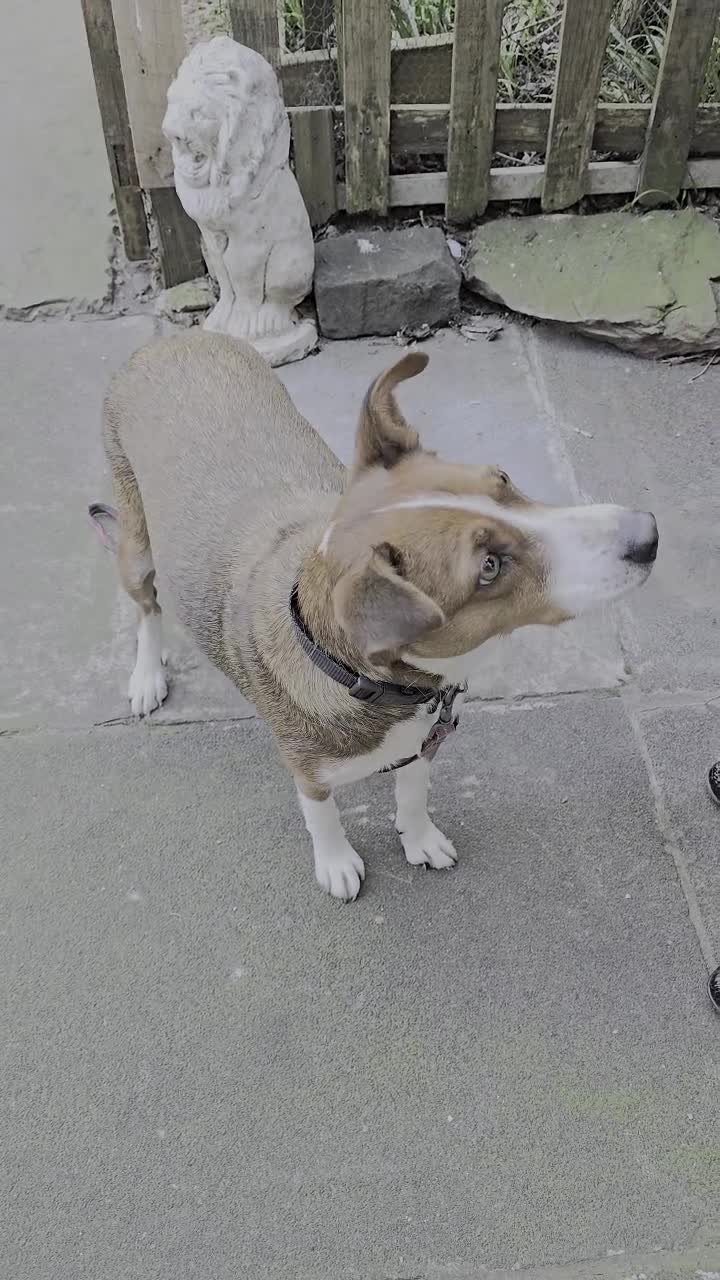 Mixed Breed dogs for adoption: Affectionate Milli looking for experienced owners - Video 1