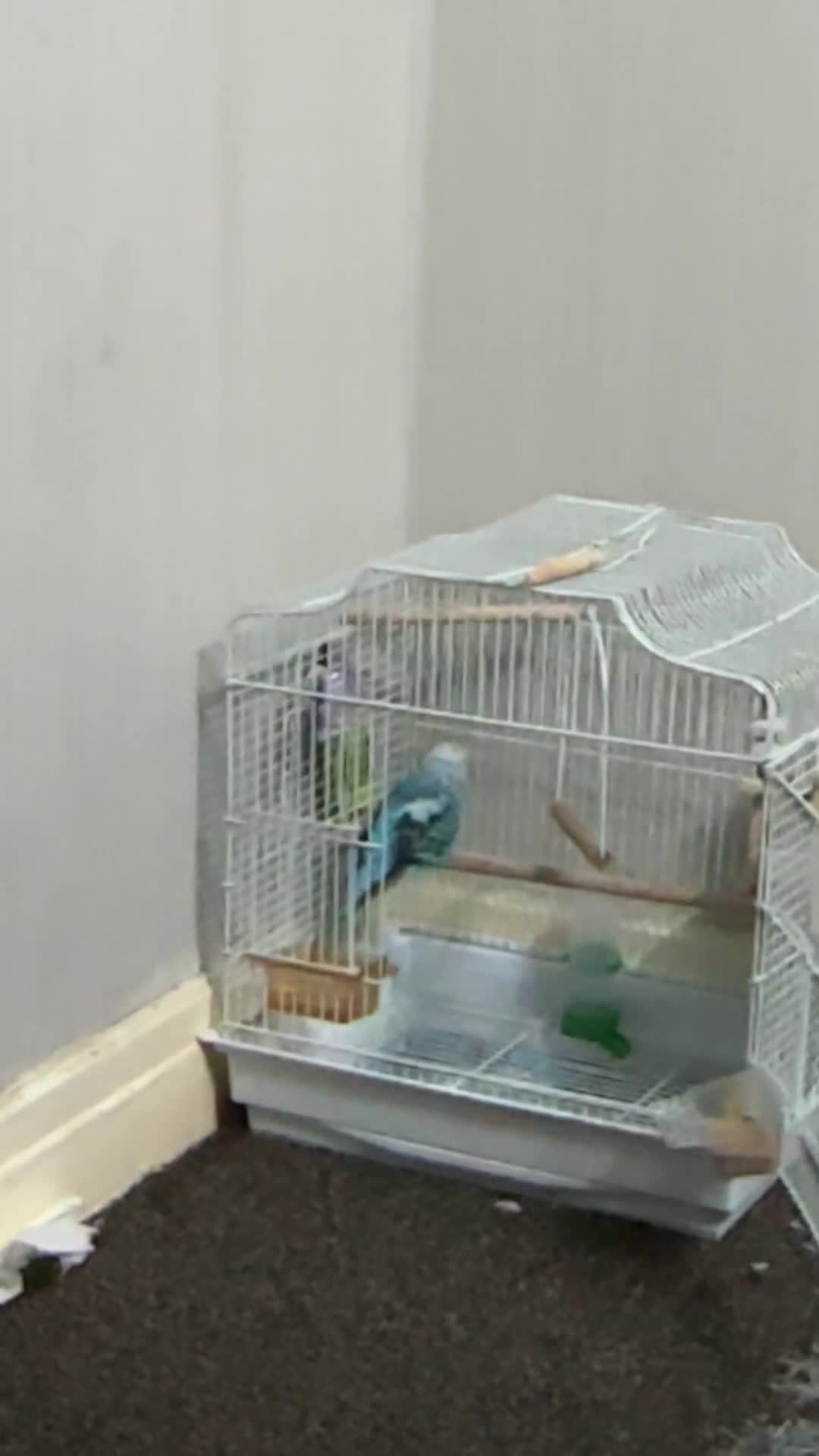 Budgerigars birds for sale: Budgies - Video 3