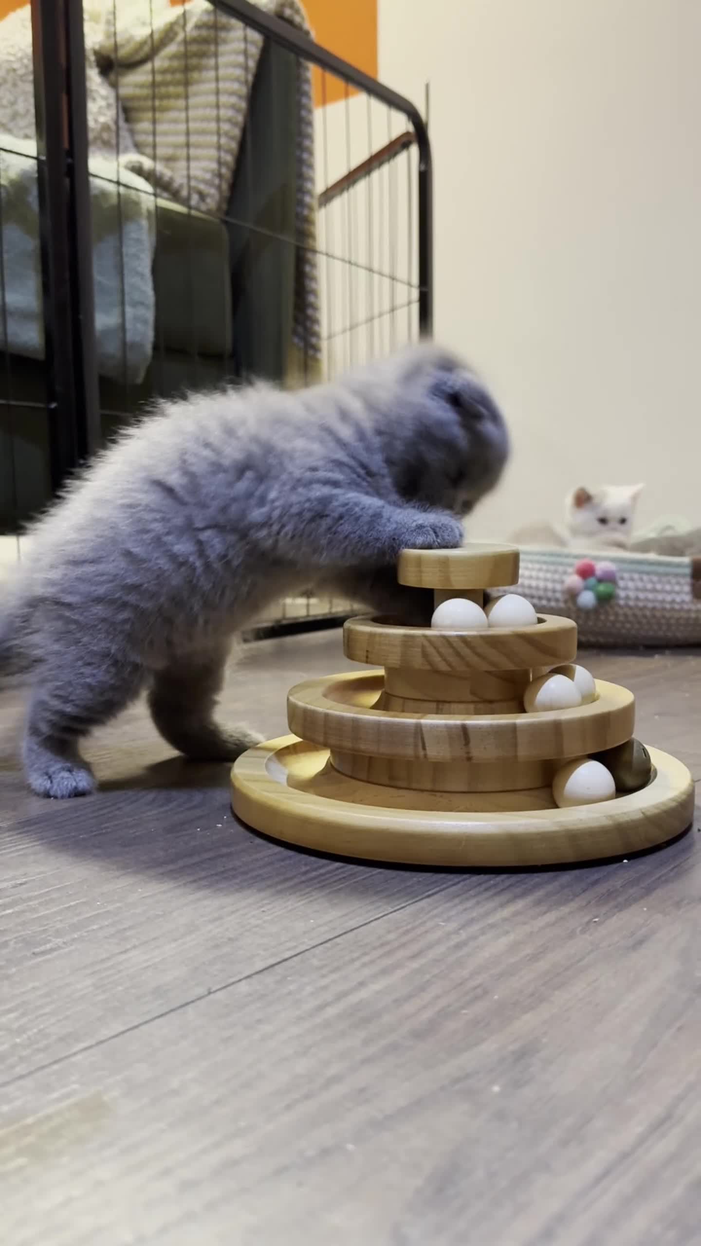 British Shorthair cats for sale: Beautiful Blue & Lilac British Shorthair Kittens - Video 4
