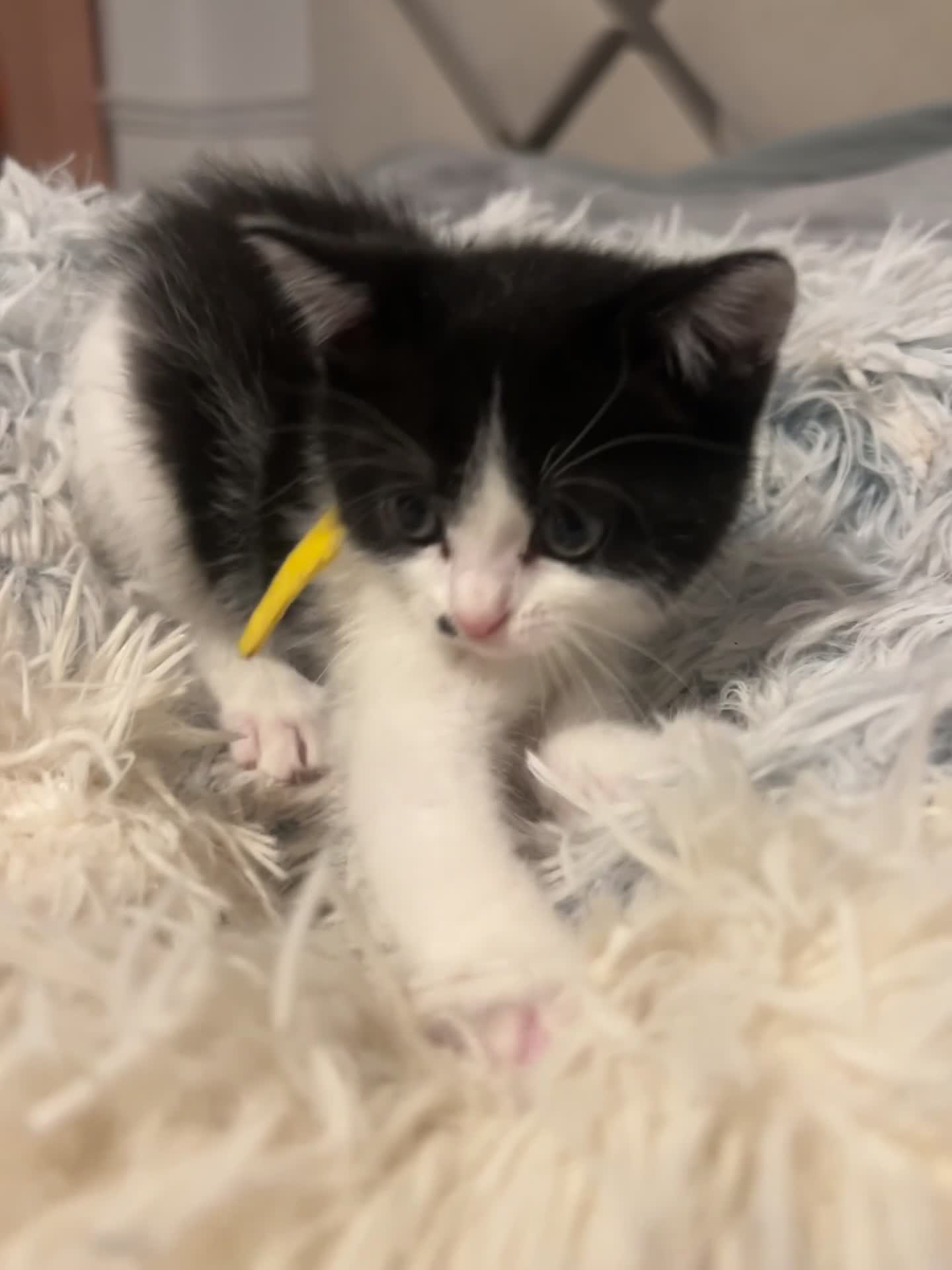 British Shorthair cats for sale:     4 Beautiful British Shorthair Cross Kittens - Video 3