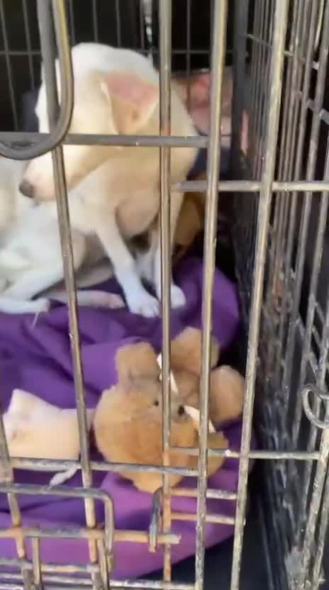 Mixed Breed dogs for adoption: Mirabel, 5 months approx. Available for adoption. - Video 2