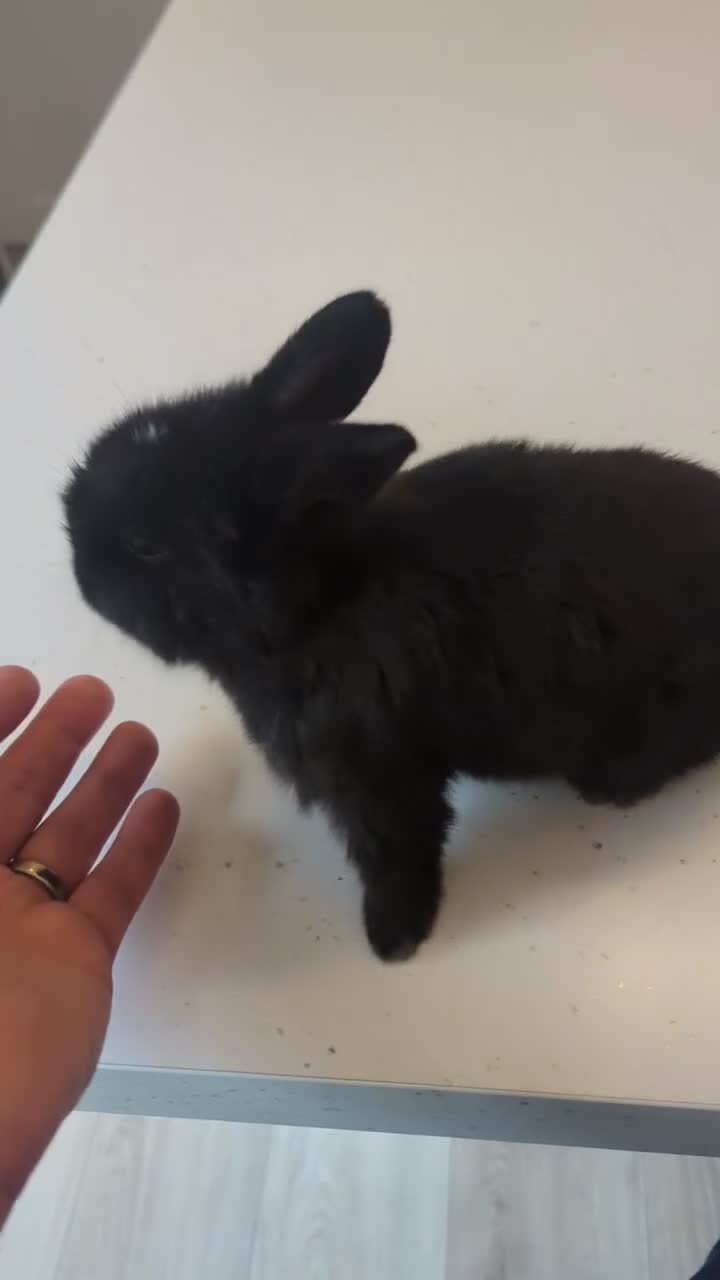 Mini Lop rabbits for sale: One very friendly girl looking for a loving home - Video 1