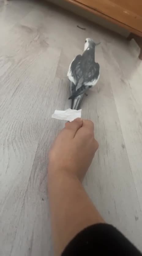 Cockatiels birds for sale: Cockatiels - Video 2