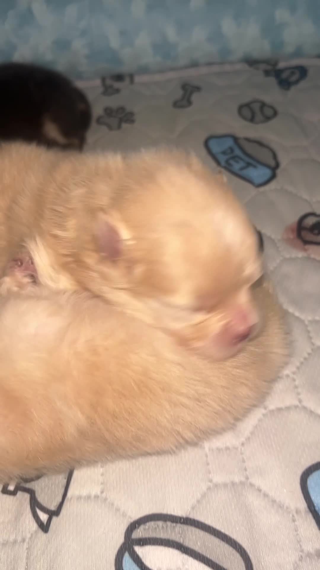 Pomeranian dogs for sale: 2 stunning Pomeranian boys available. - Video 1