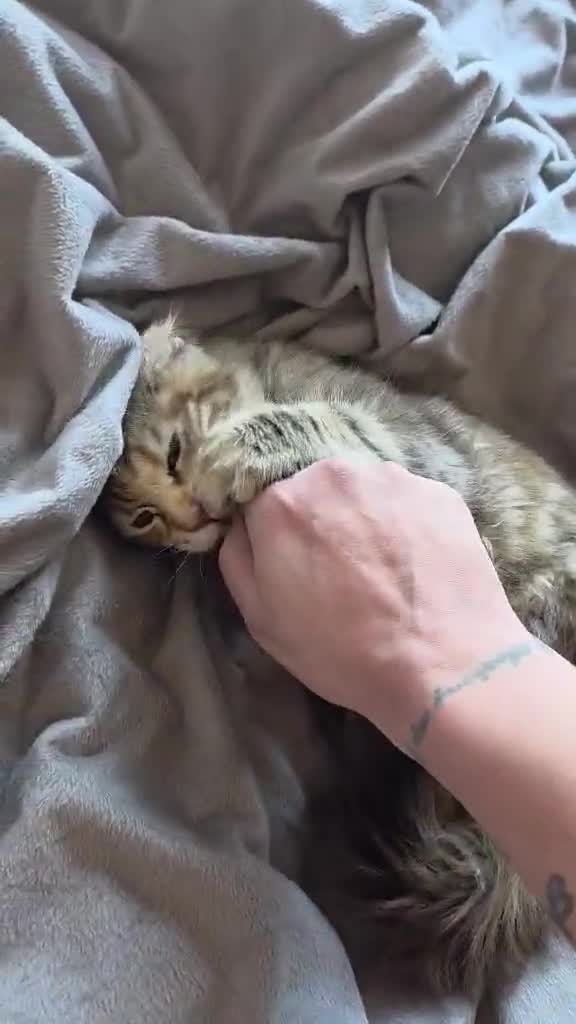 Maine Coon cats for sale: Female Maine coon - Video 1