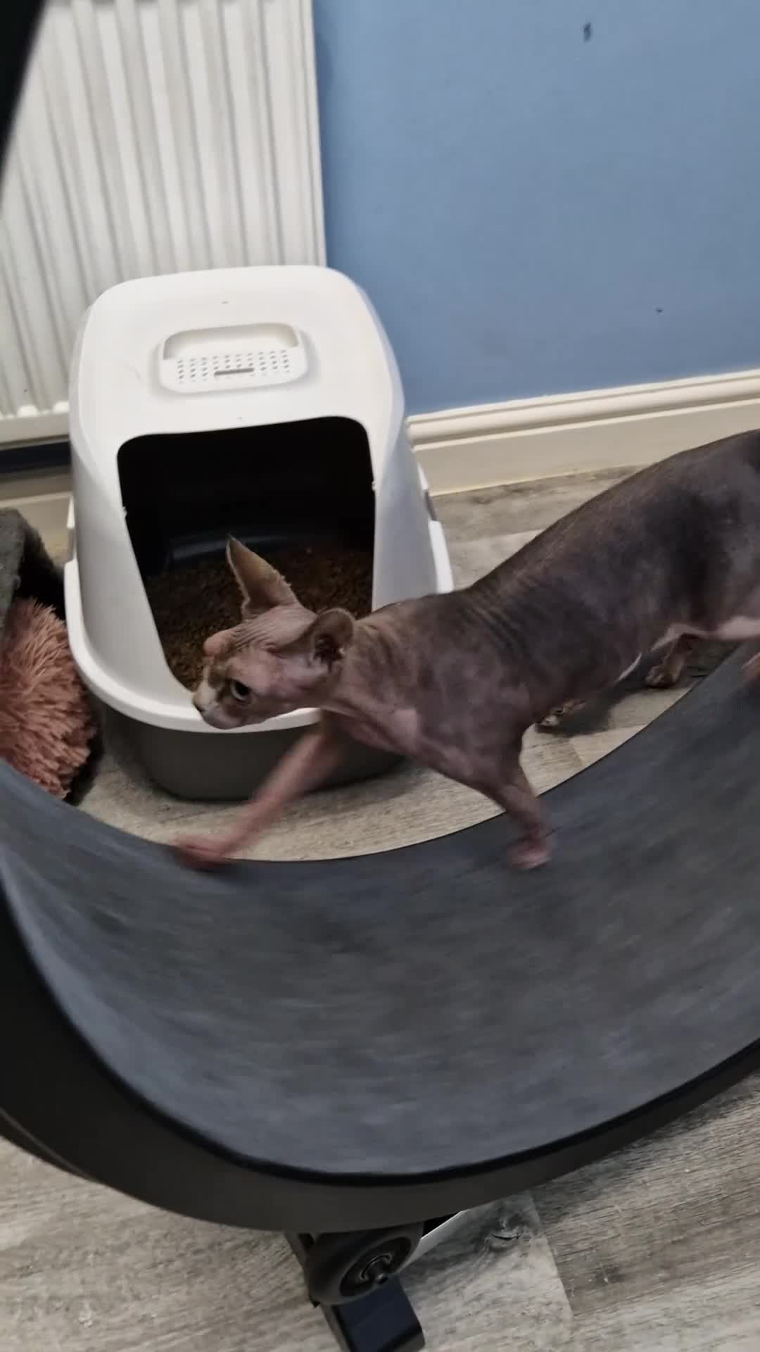 Sphynx cats for sale: Canadian sphynx lady - Video 1