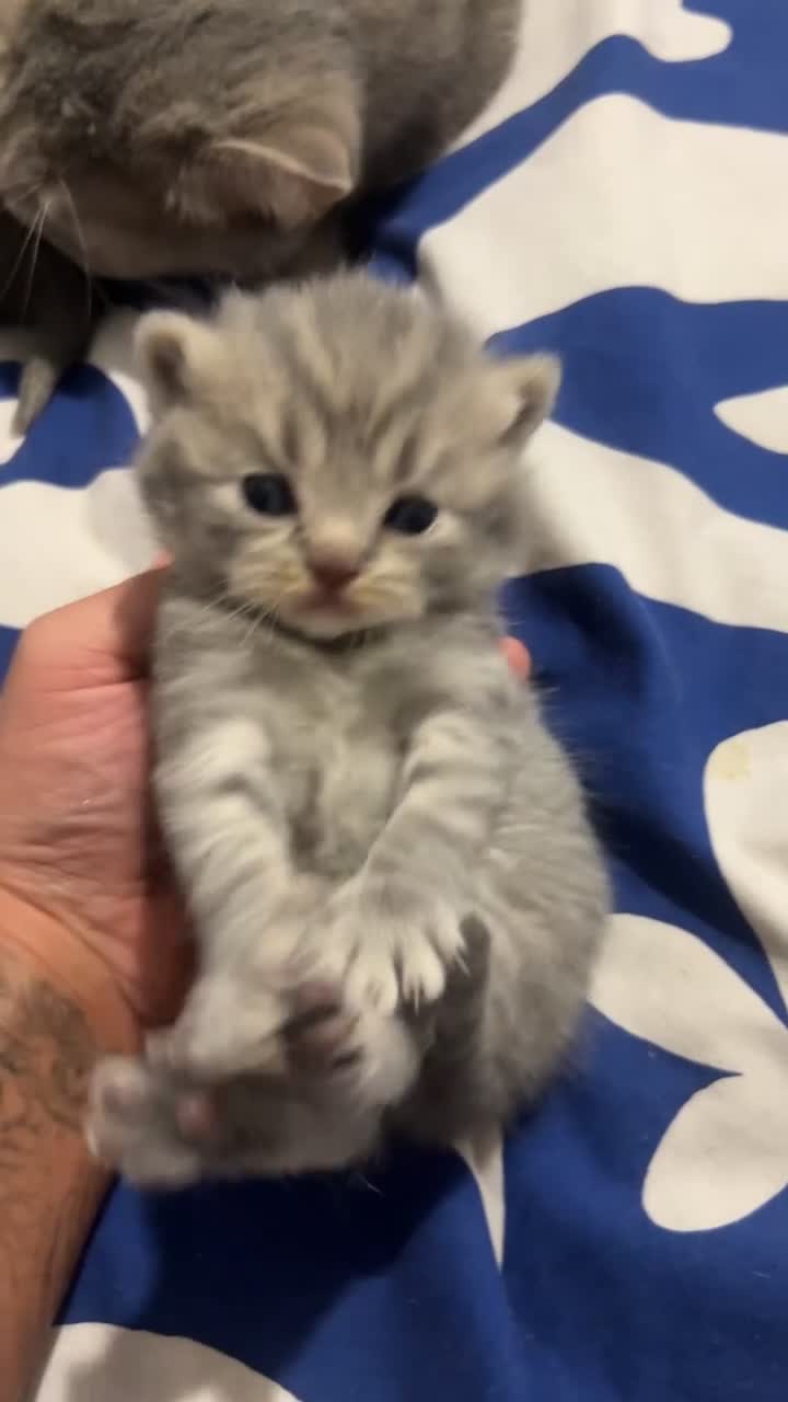 British Shorthair cats for stud: Manchester STUD - King Leon  in Salford - Video 2