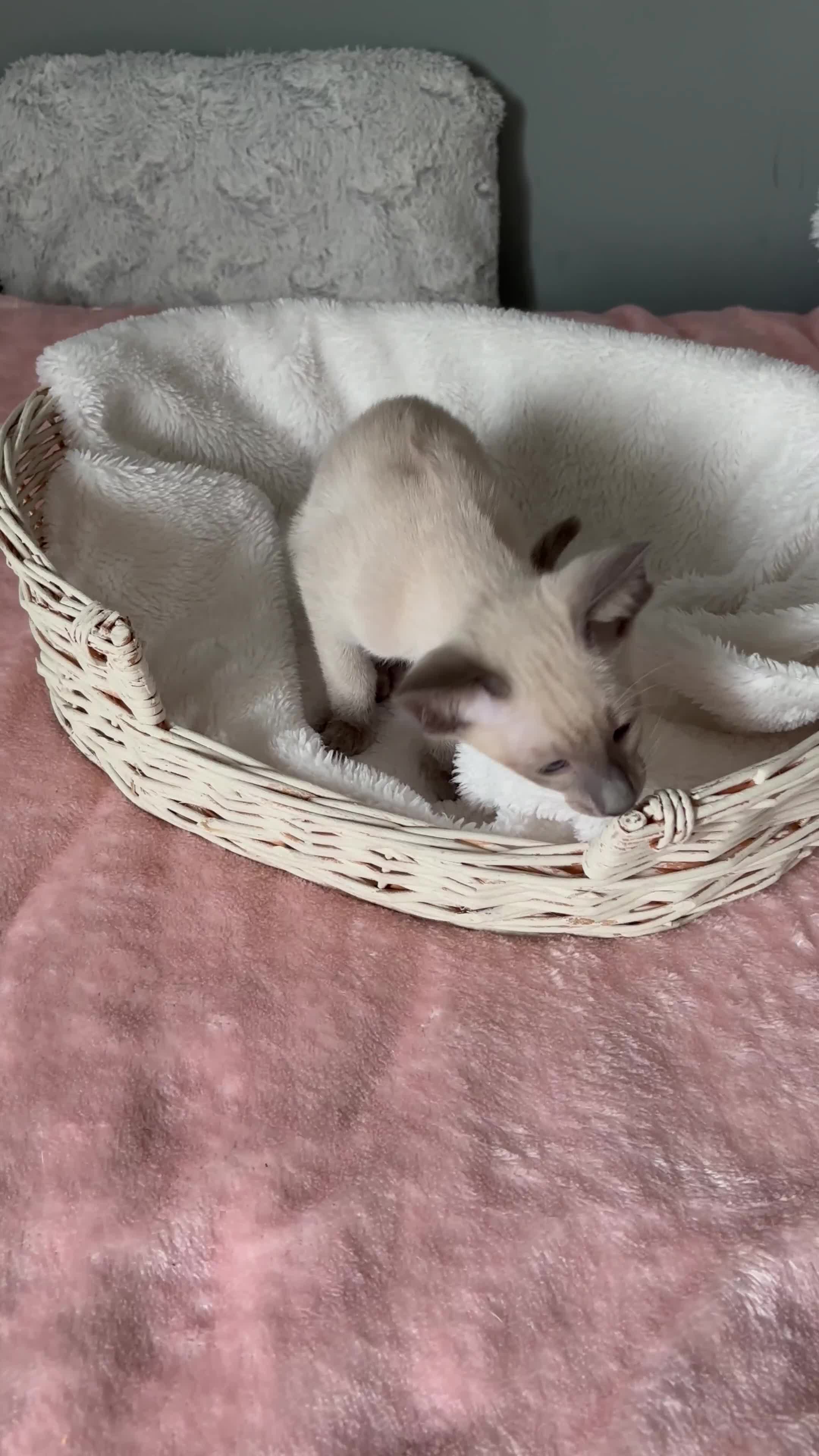 Oriental cats for sale: Pure breed Oriental kittens  - Video 1