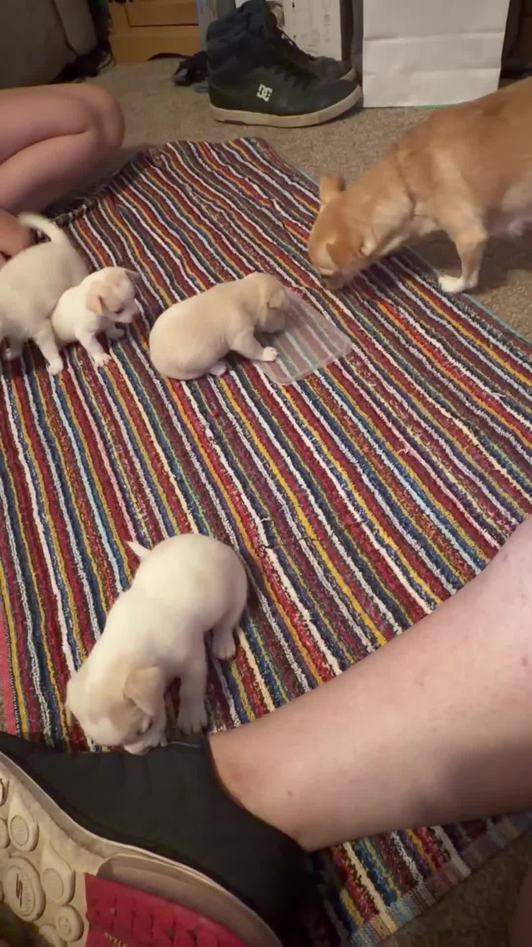 Chihuahua dogs for sale: Litter of 4 chihuahua’s  in Peterborough - Video 1