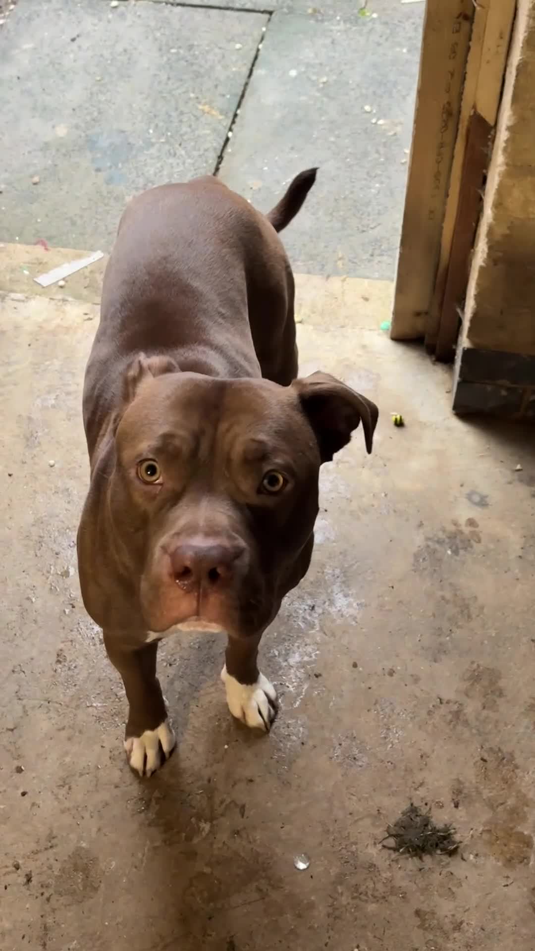 Mixed Breed dogs for stud: Up for studding in Northampton - Video 2