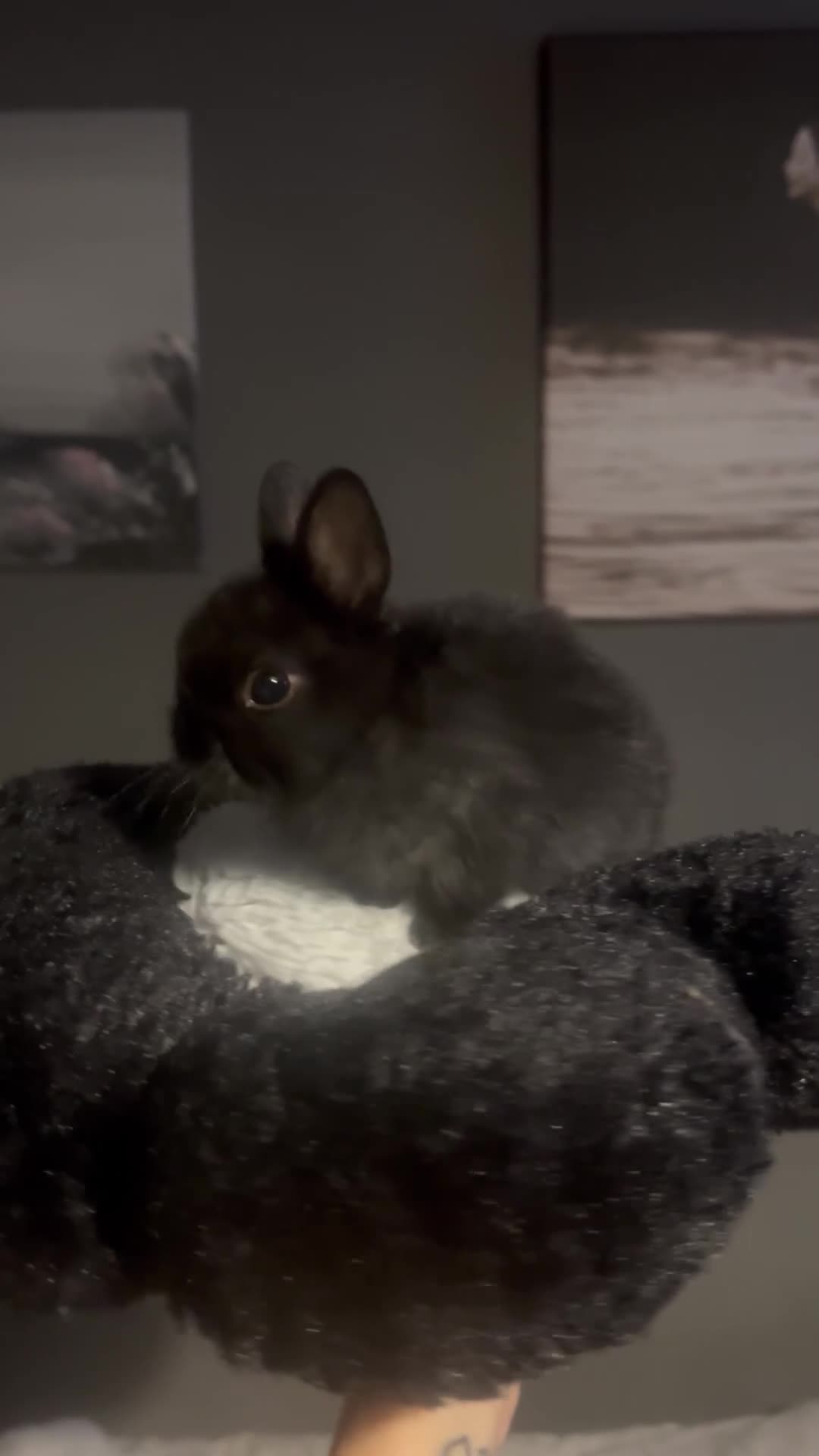 Netherland Dwarf rabbits for sale: PURE Netherland dwarfs for sale - Video 2