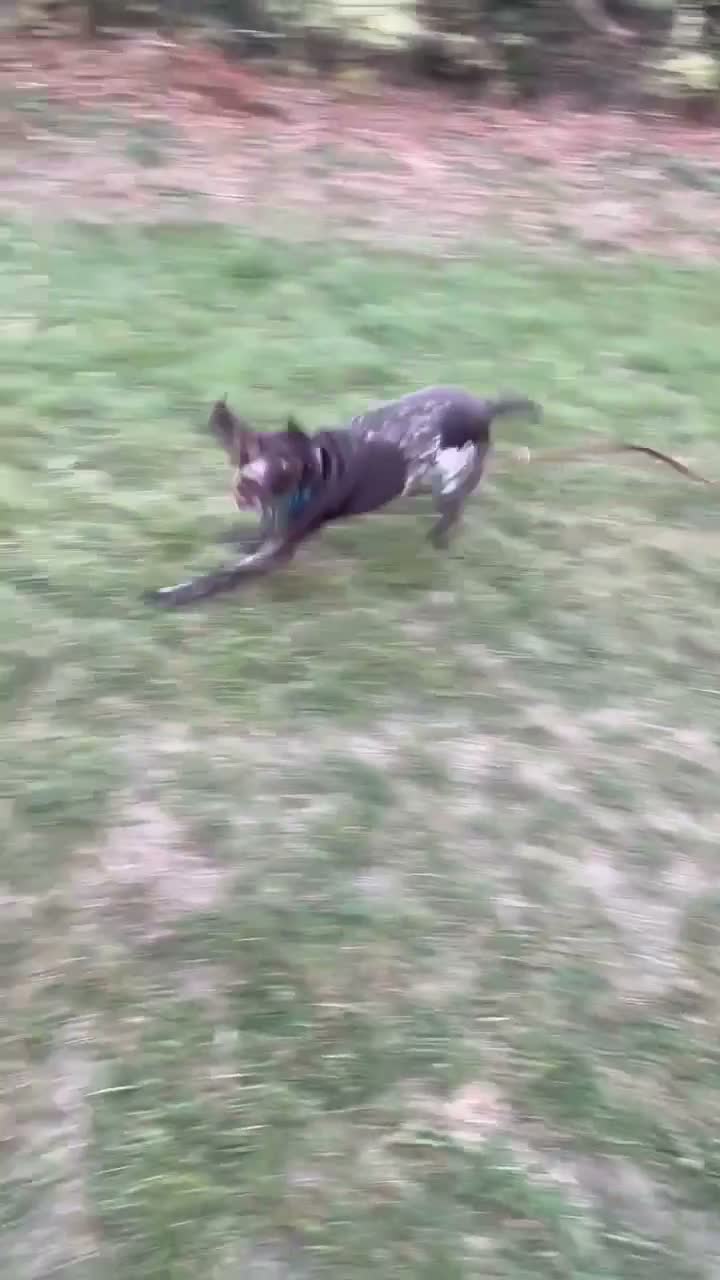 German Shorthaired Pointer dogs for adoption: Roza is looking for her forever home  in Hemel Hempstead - Video 1