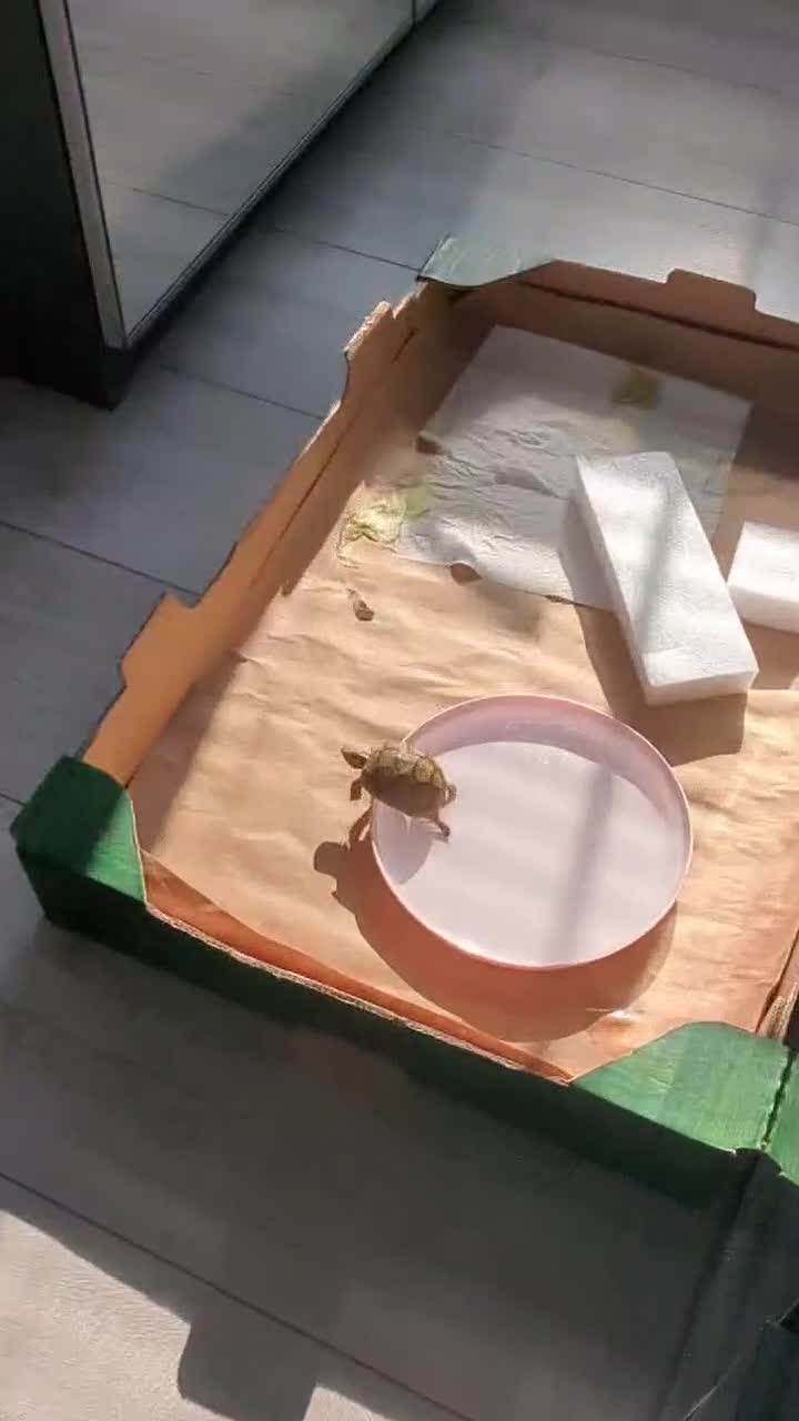 Tortoise reptiles for sale: Greek Spur Baby Tortoises Hatched 2025 - Video 3
