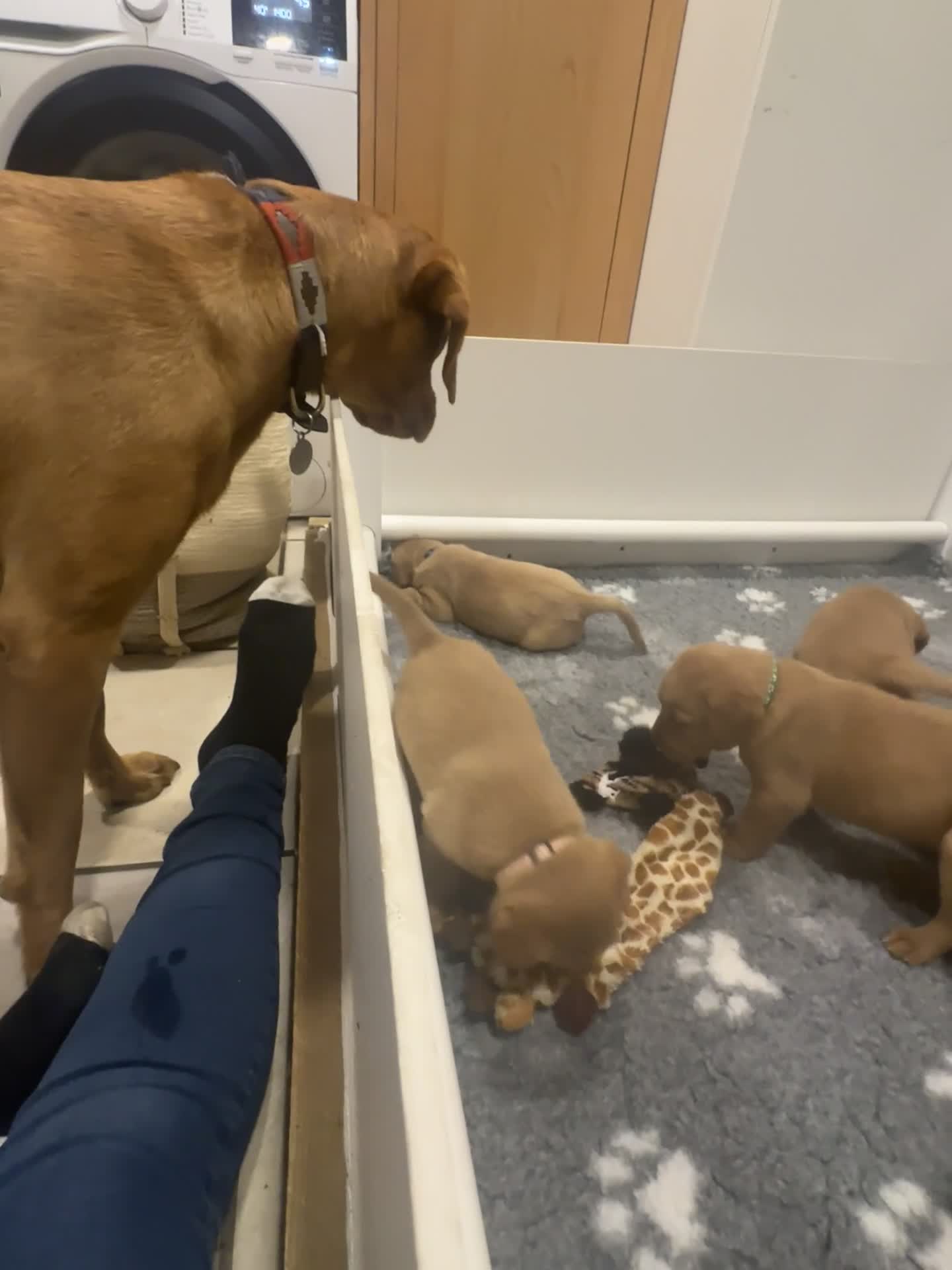 Labrador Retriever dogs for sale: Pedigree Fox Red Labrador KC Reg Health Tested - Video 1
