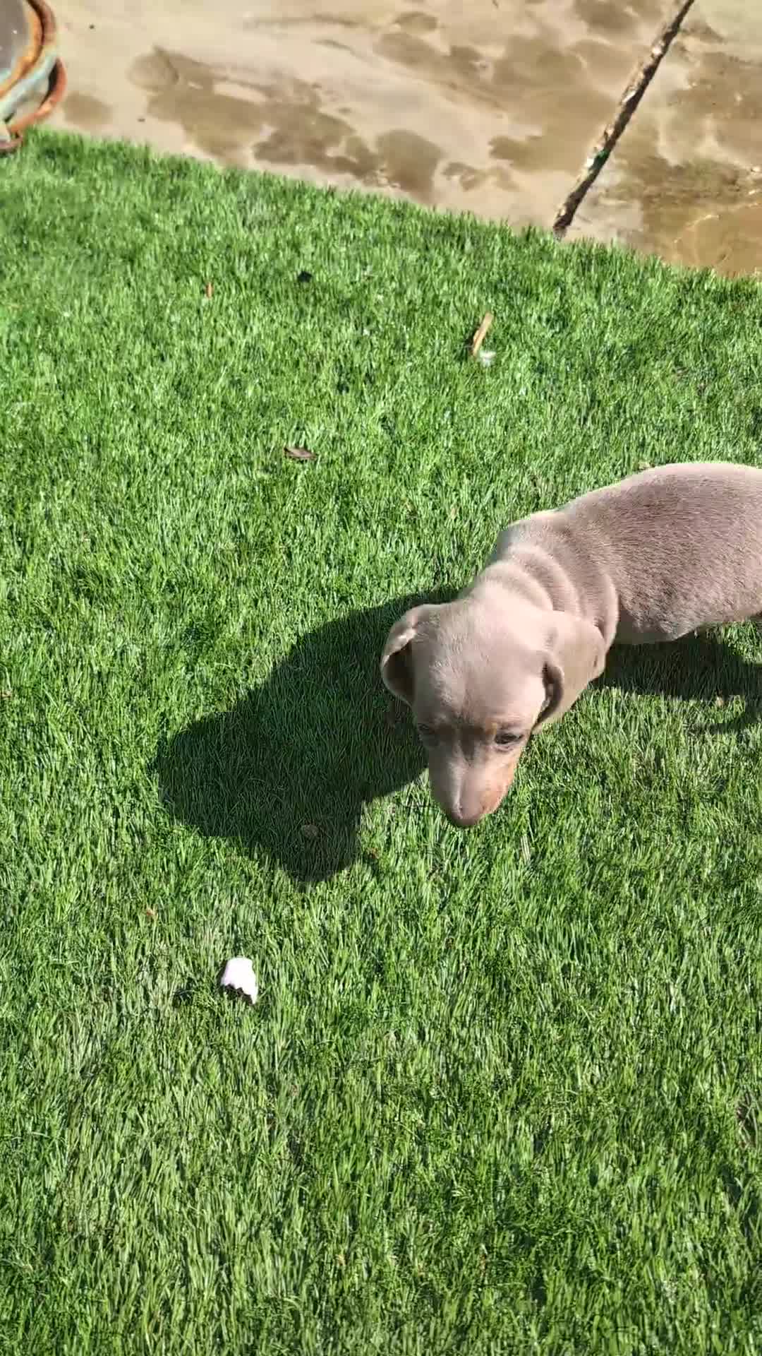 Miniature Dachshund dogs for sale: Miniature dachshund boys - Video 2