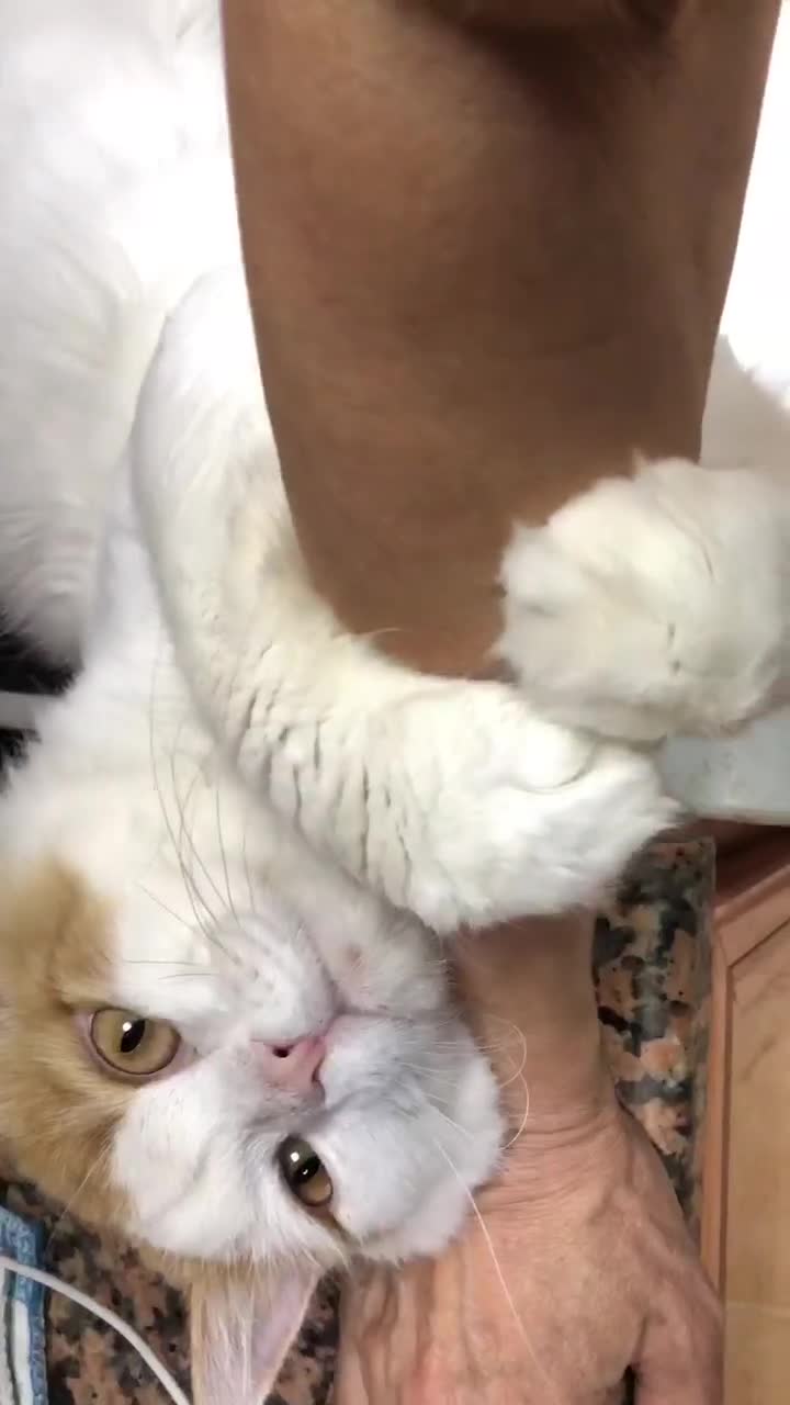 Mixed Breed cats for adoption: TEAPOT ! - THE MOST AFFECTIONATE BOY YOU CAN ADOPT - Video 2
