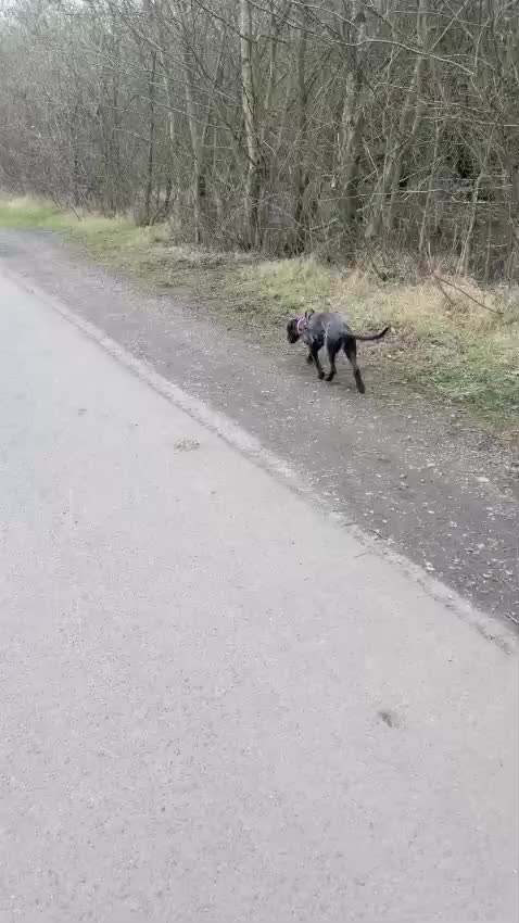 Mixed Breed dogs for sale: Misty (Moo Moo) in Blyth - Video 1