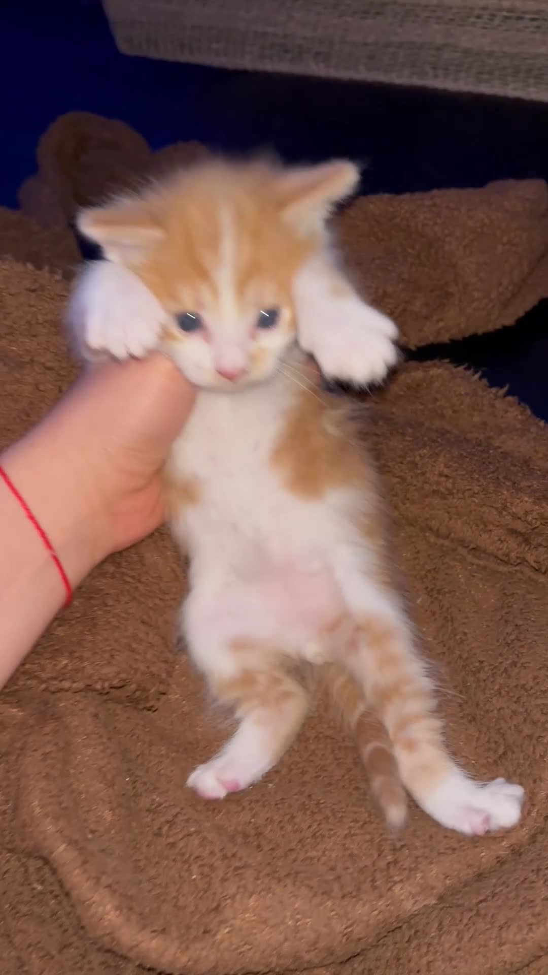 Mixed Breed cats for sale: 6 Adorable Male Kittens – 2 Ginger & 4 Beige - Video 1