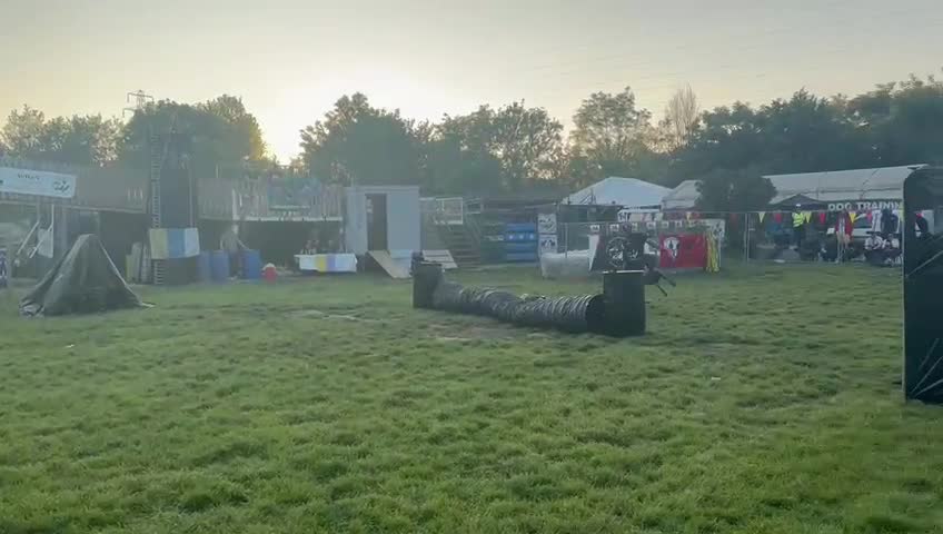 Belgian Shepherd Dog dogs for sale: Belgian Malinois Puppies - Video 1